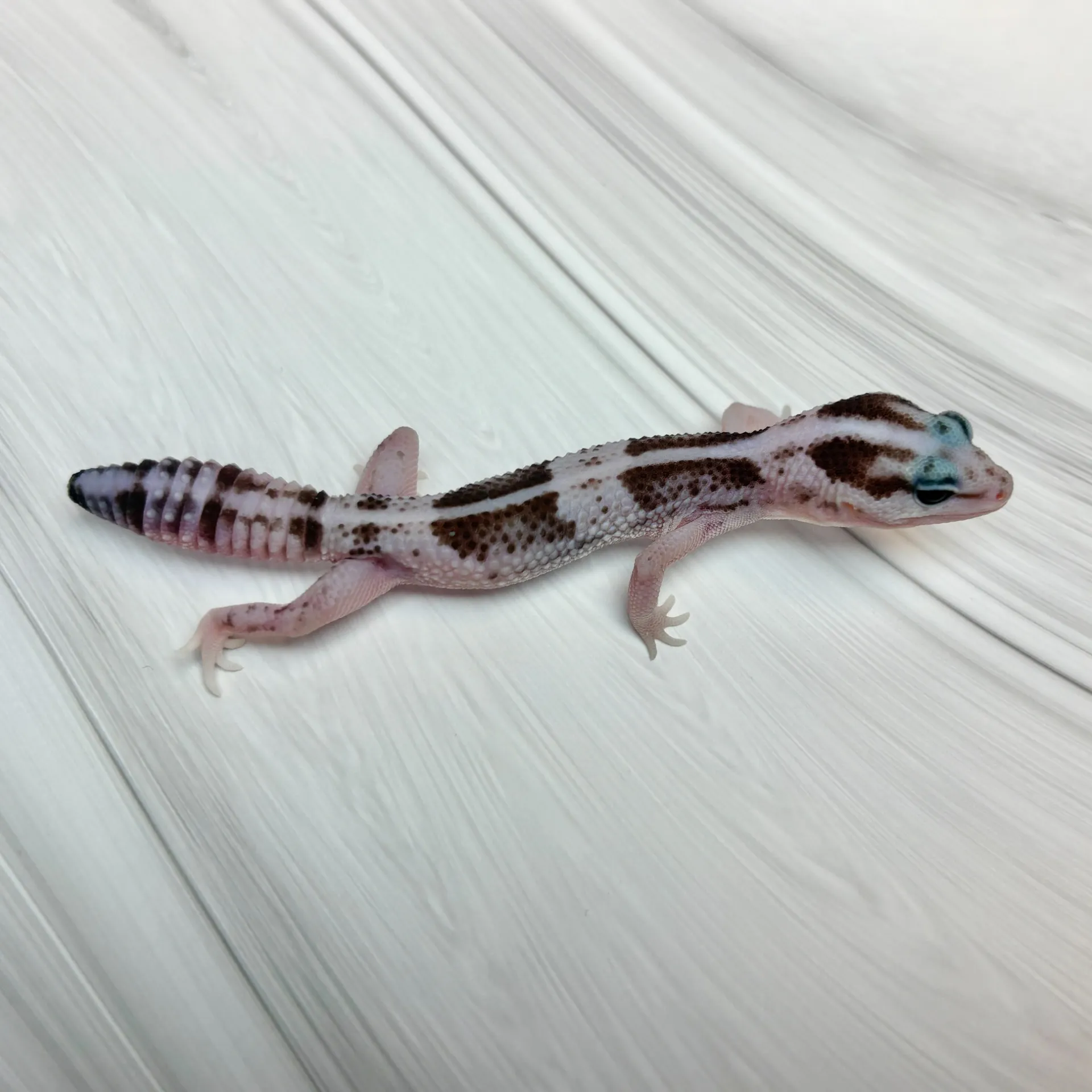 ニシアフリカトカゲモドキ オレオ♀