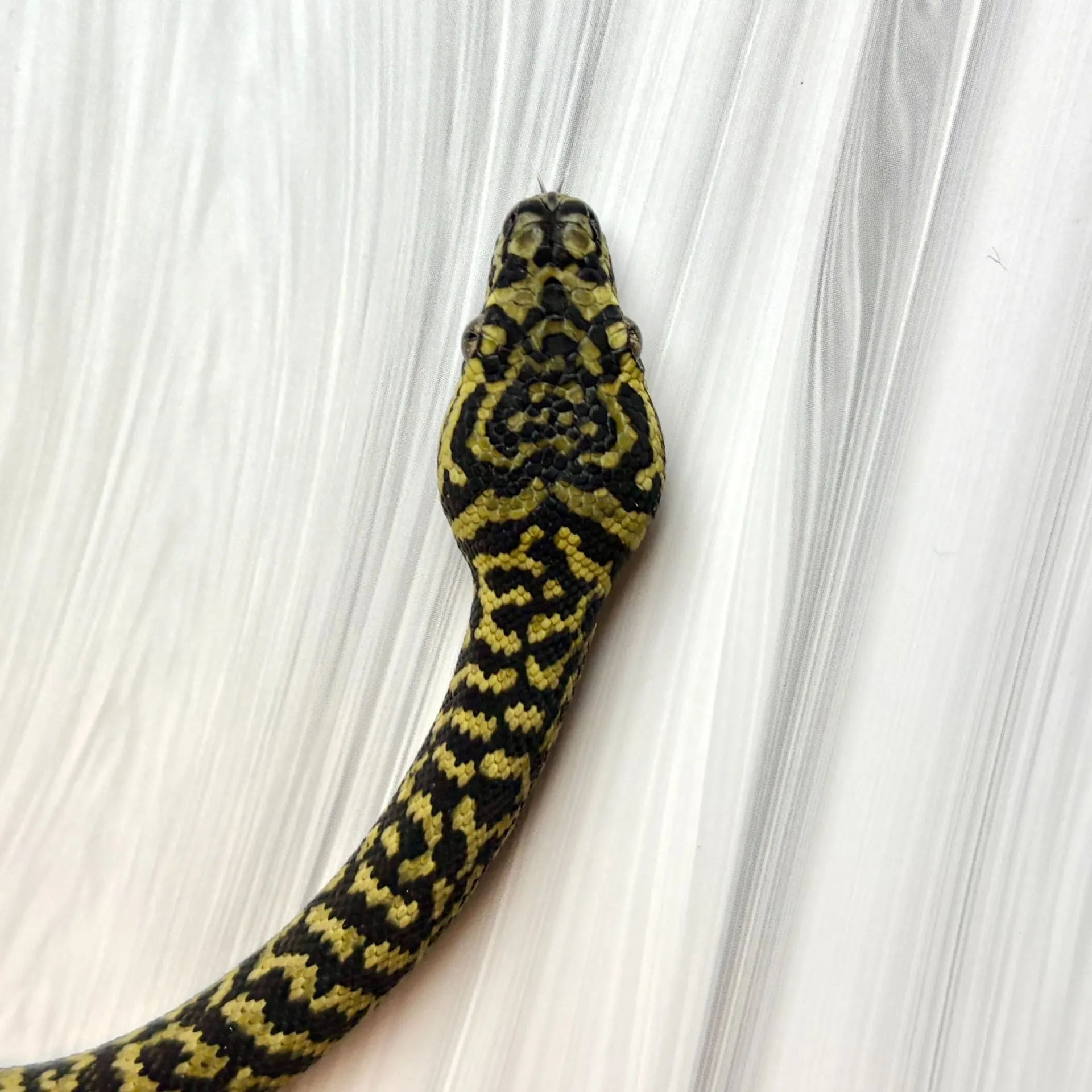 ピュアジャングル カーペットパイソン ゼブラ（ジャーマンブラッドライン）♀