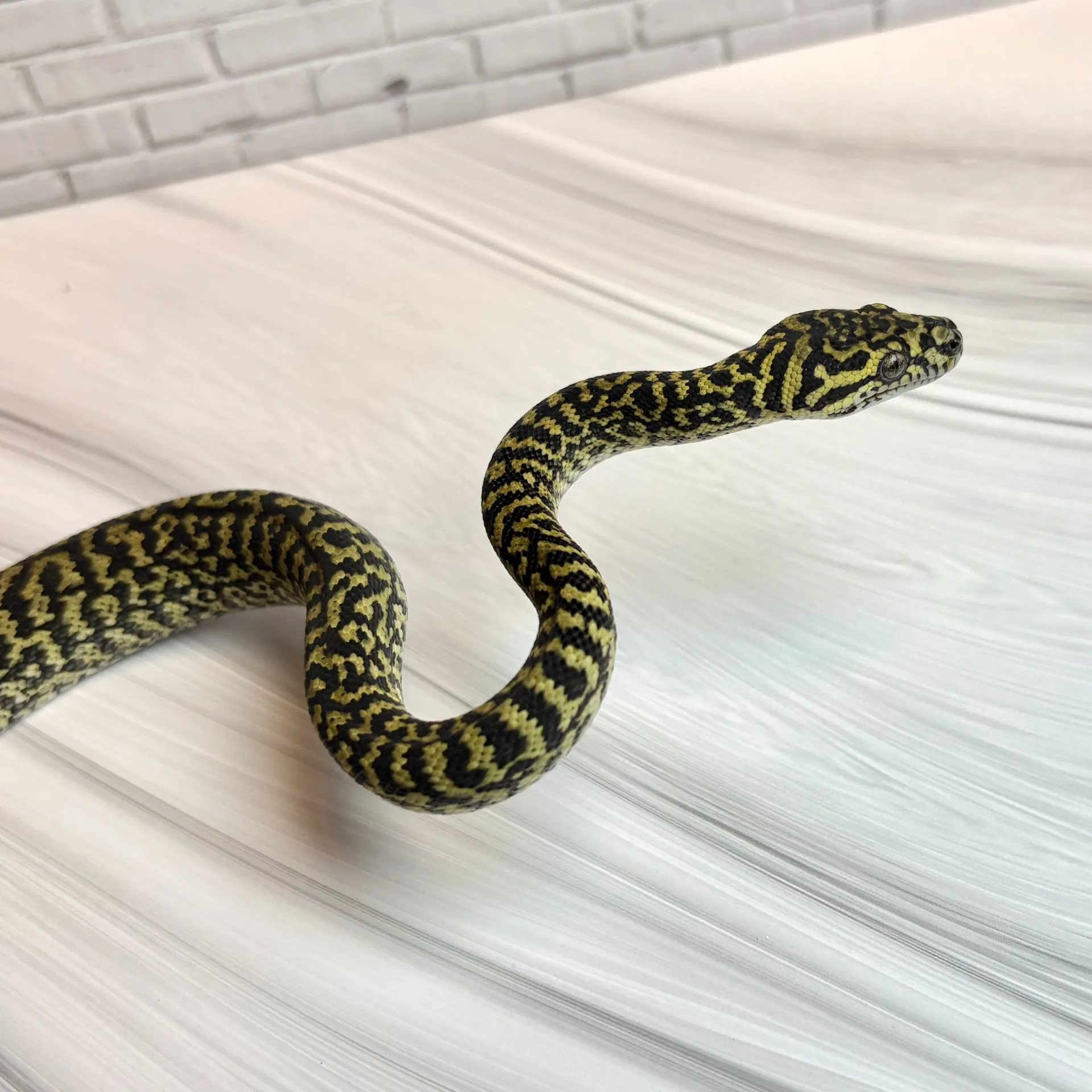 ピュアジャングル カーペットパイソン ゼブラ（ジャーマンブラッドライン）♀