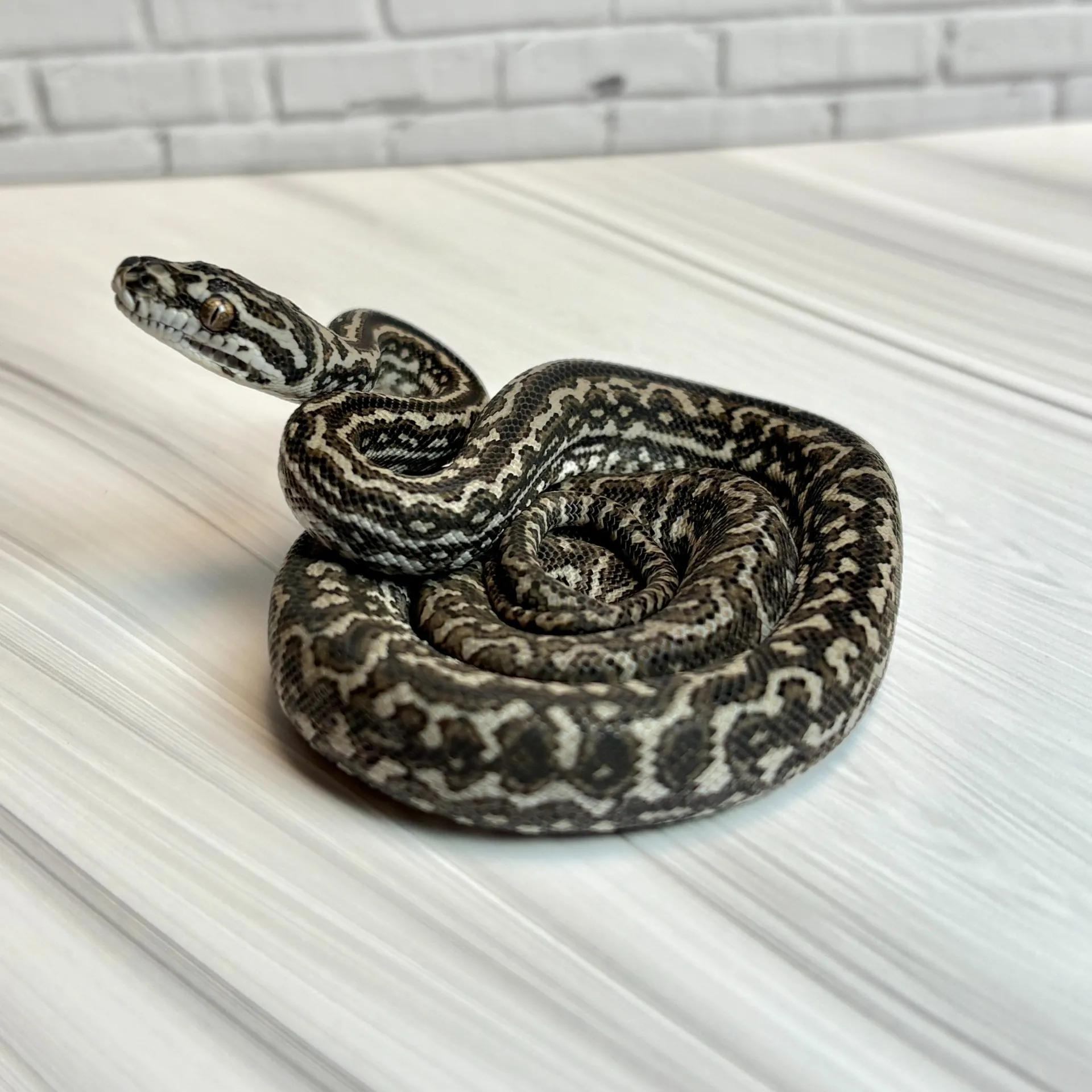 ピュアジャングルカーペットパイソン オセロットゼブラ（フェイブルライン）♀