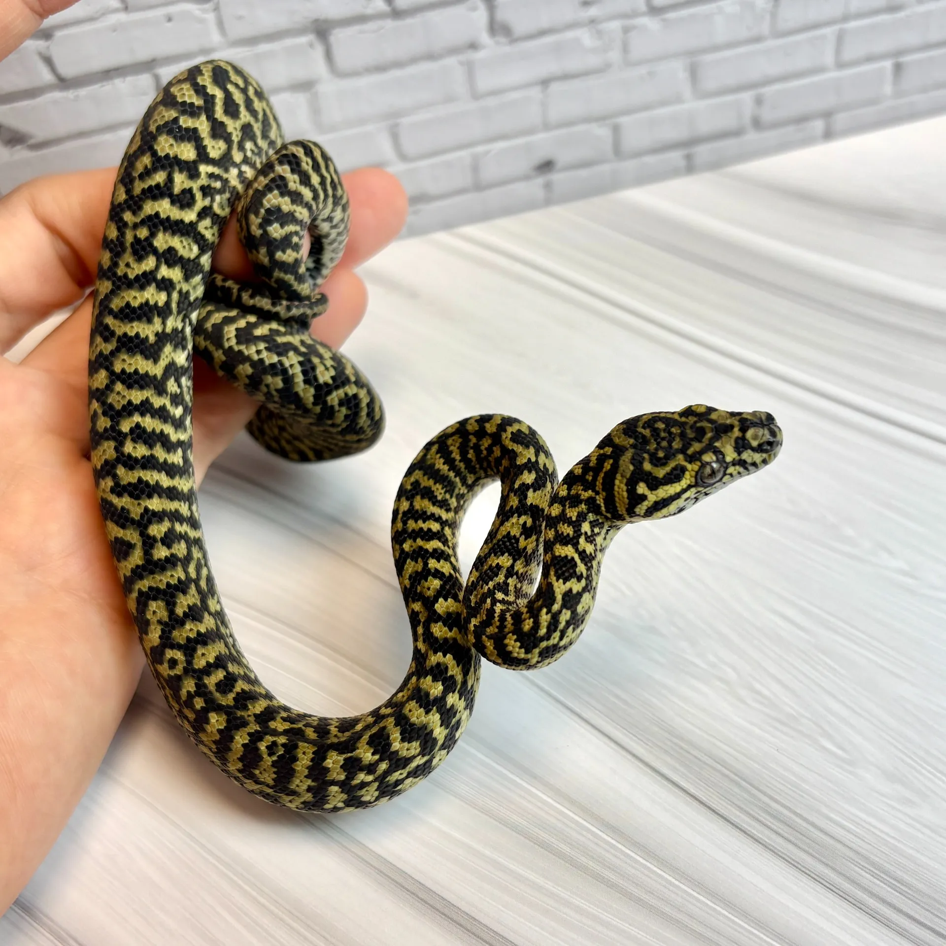 ピュアジャングル カーペットパイソン ゼブラ(ジャーマンブラッドライン)♀