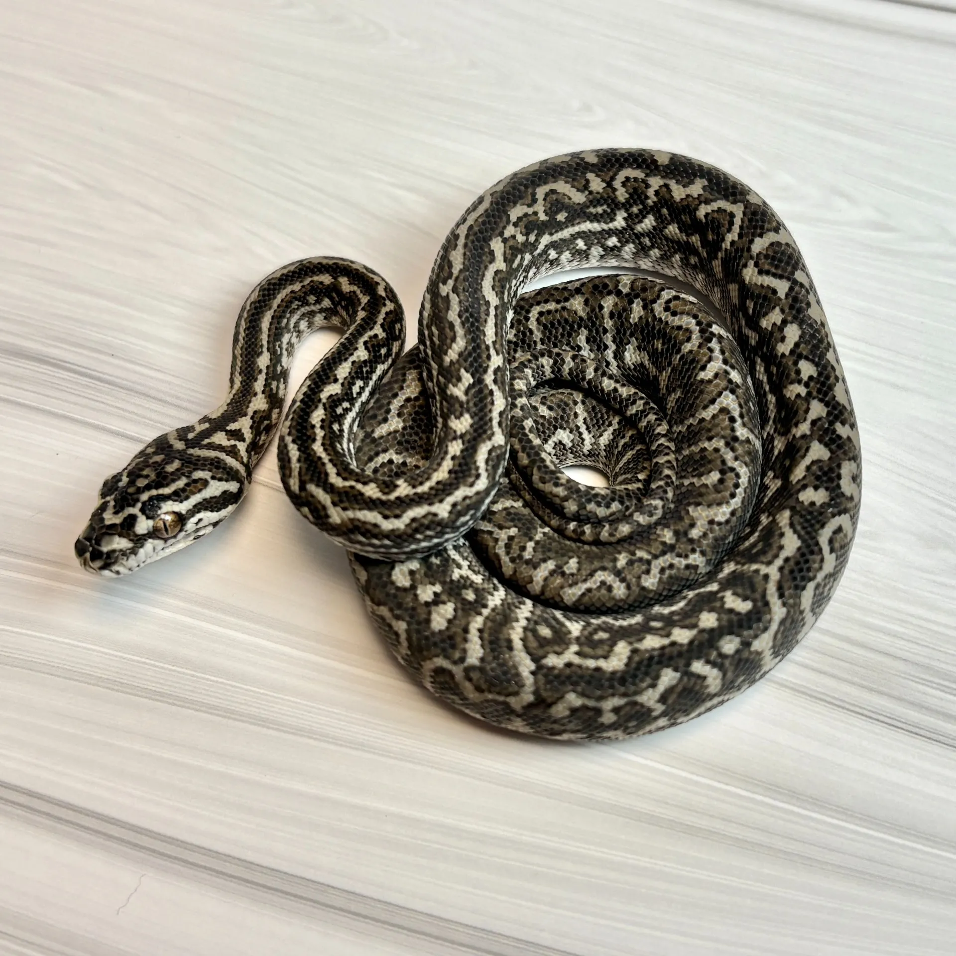 ピュアジャングルカーペットパイソン オセロットゼブラ(フェイベルライン)♀