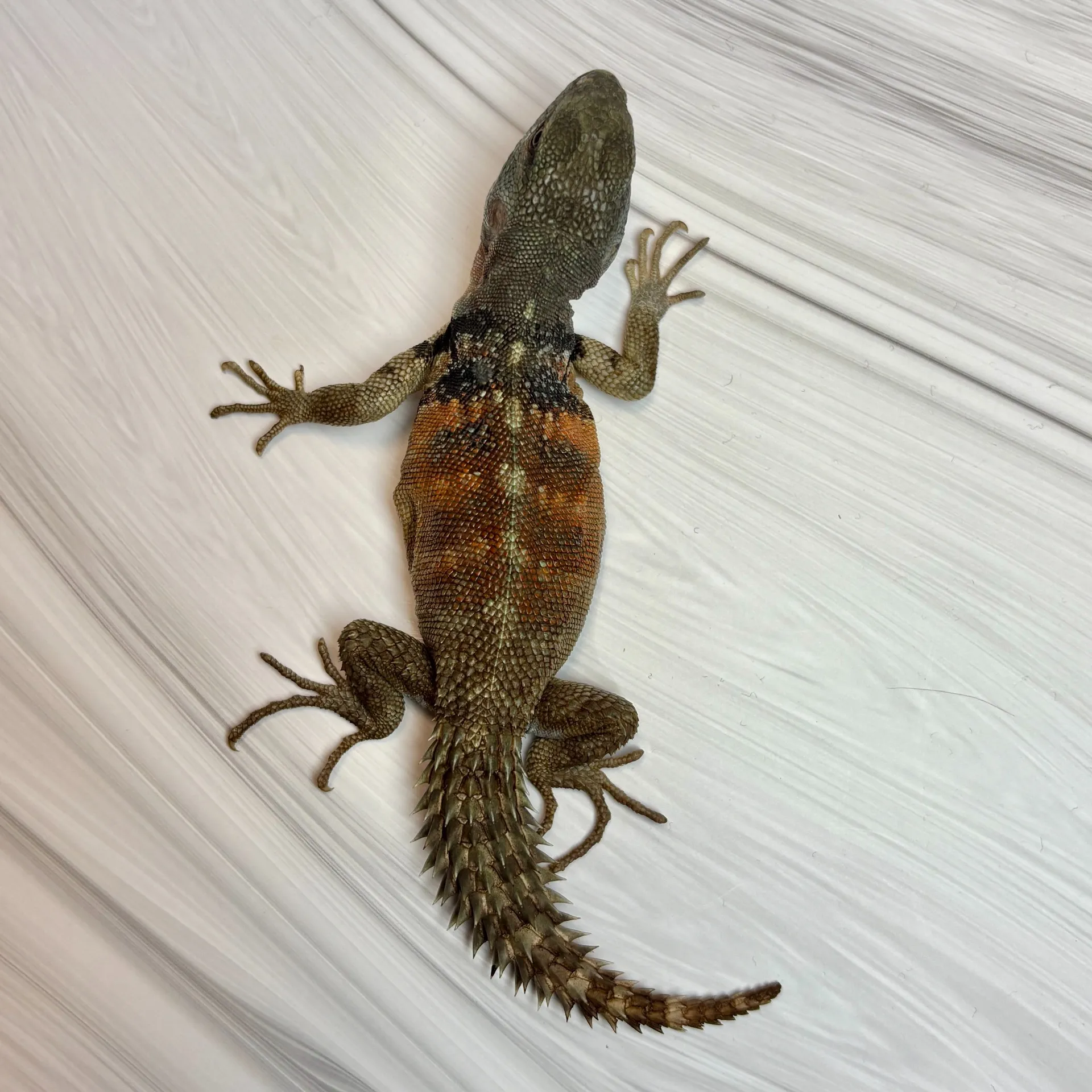 ユカタントゲオイグアナ♂