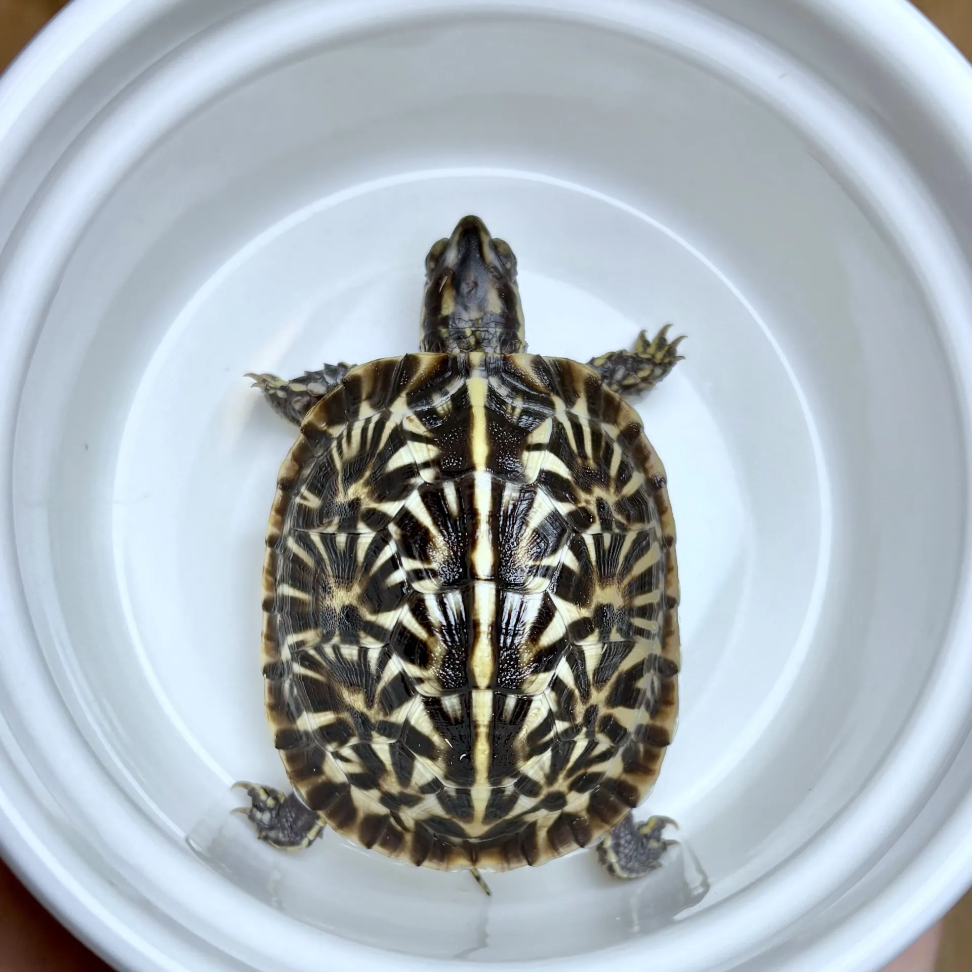 フロリダハコガメ25cb