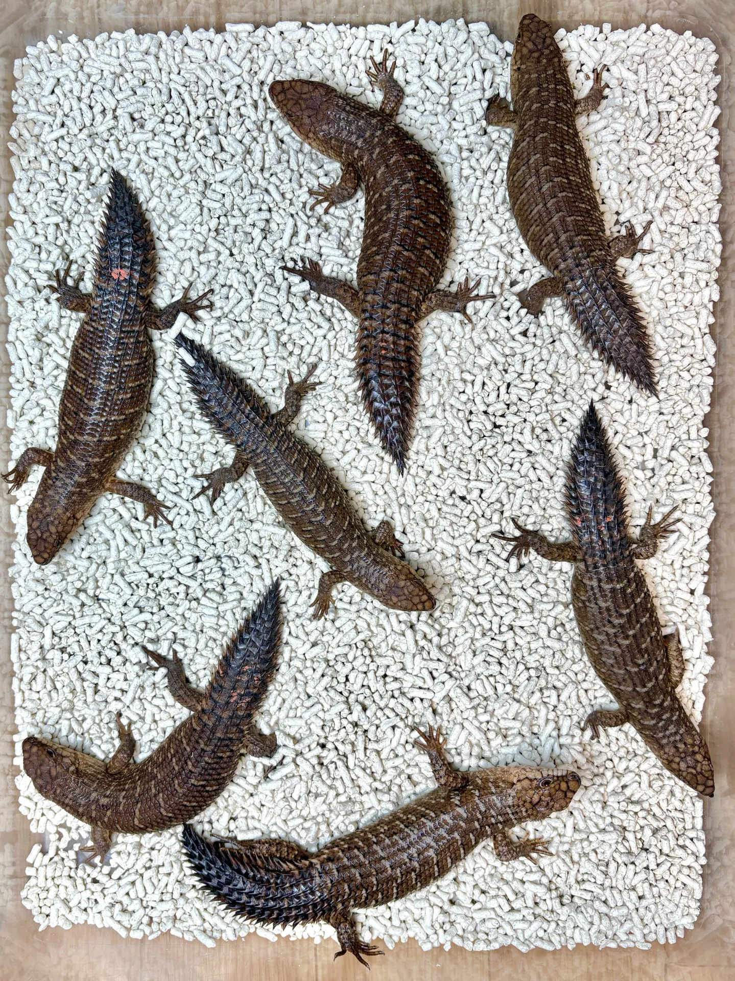 ストケスイワトカゲ千葉cb