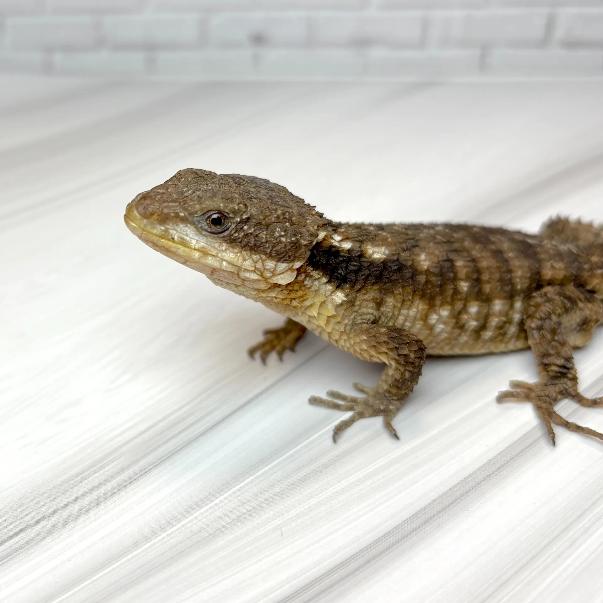 ヒナタヨロイトカゲwc