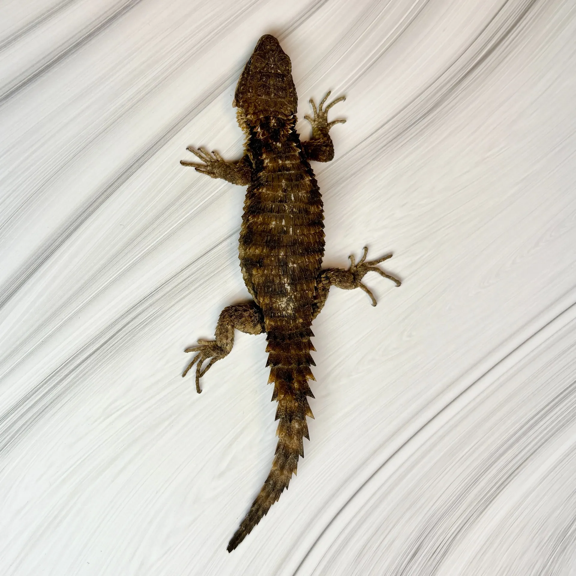 ヒナタヨロイトカゲwc