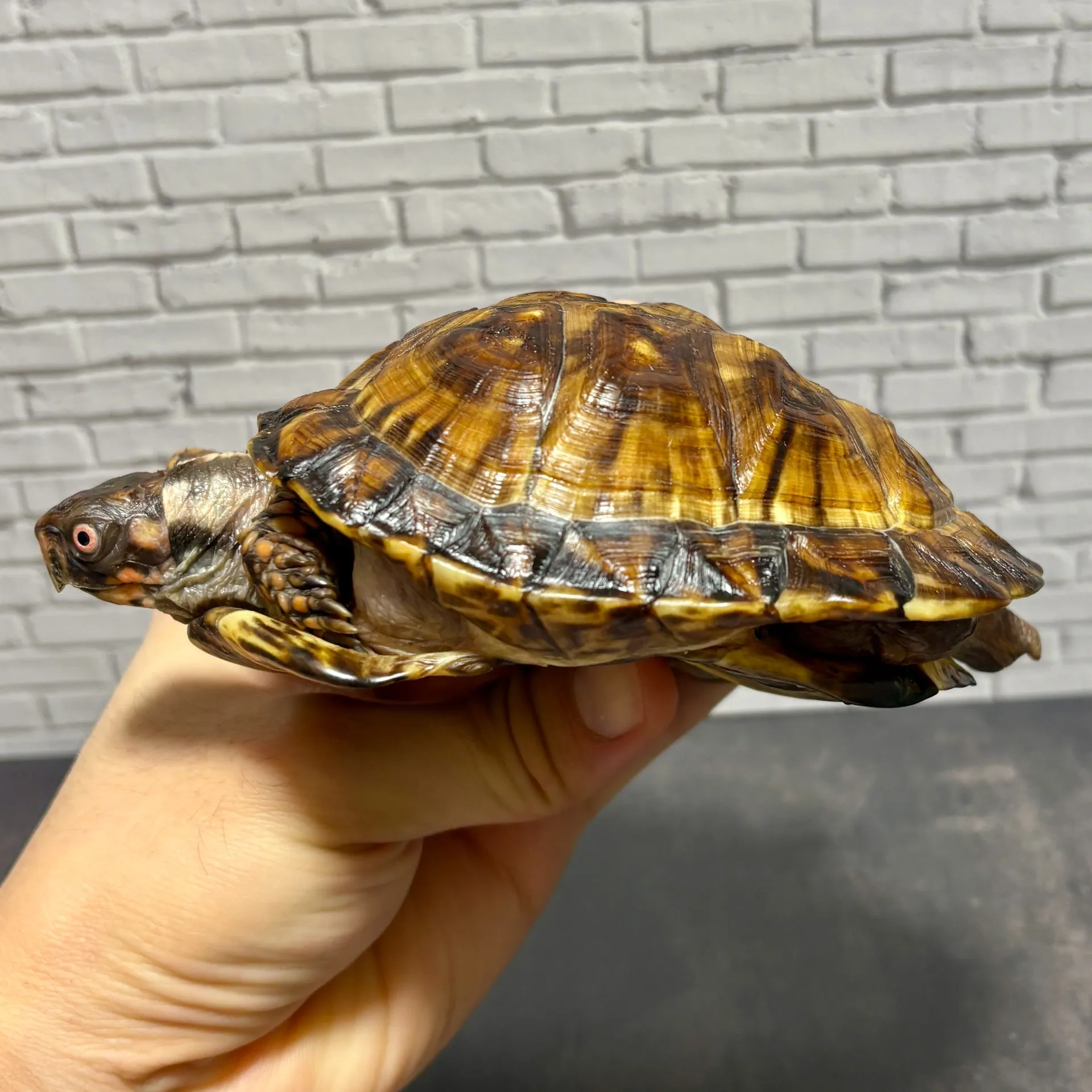 トウブハコガメ♂