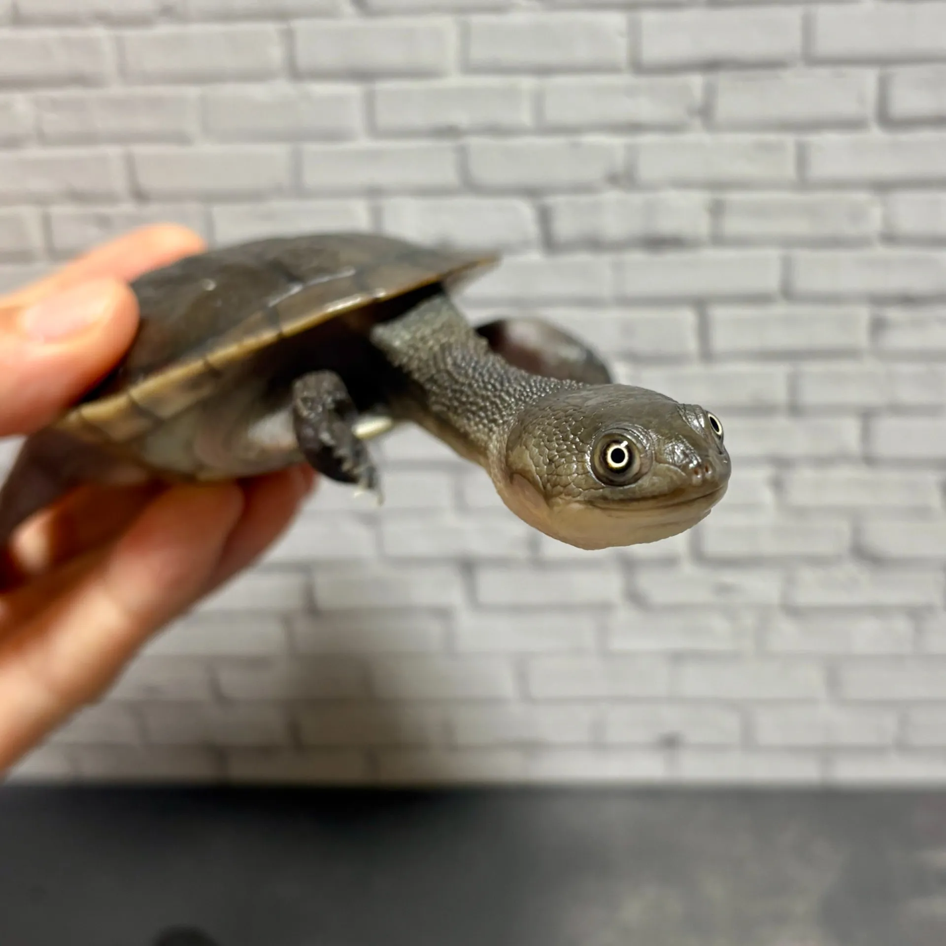 マッコードナガクビガメ