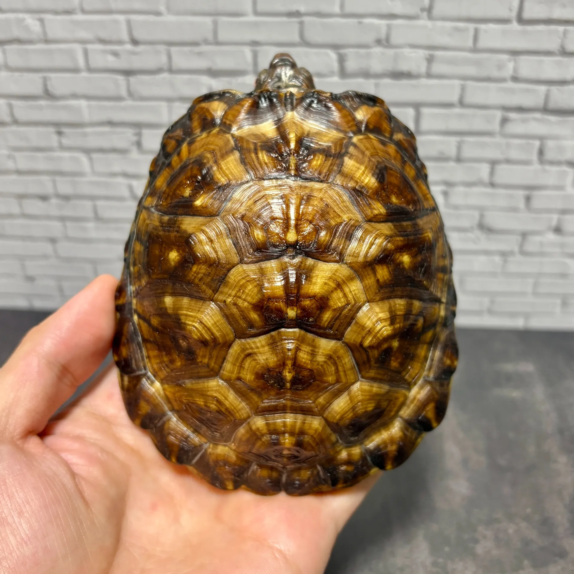 トウブハコガメ♂