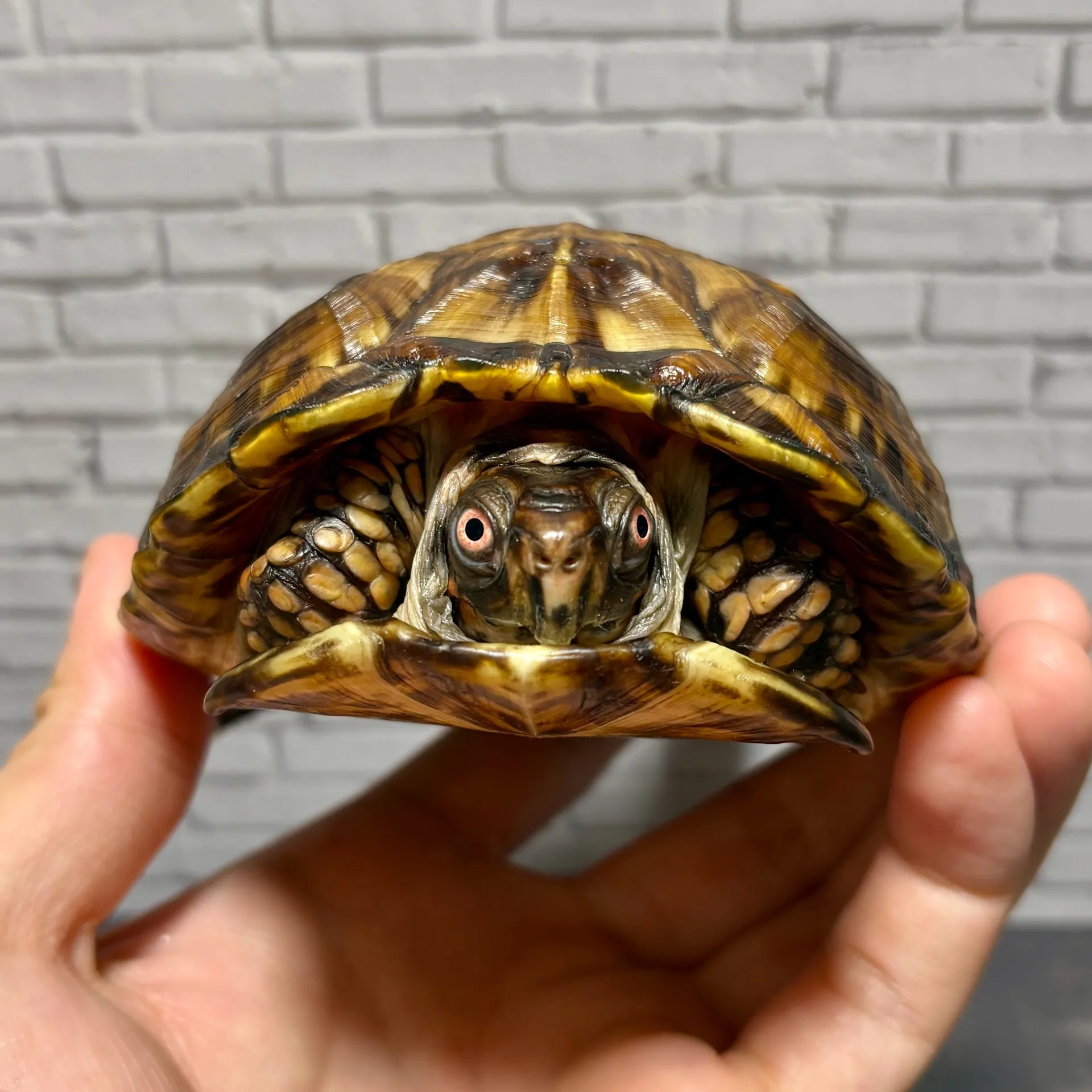 トウブハコガメ♂