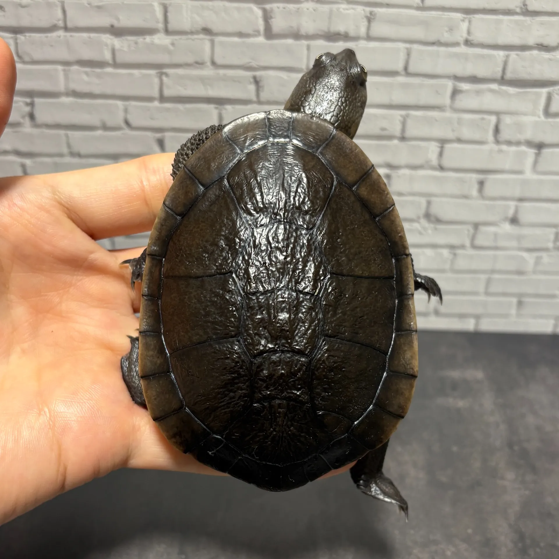 マッコードナガクビガメ