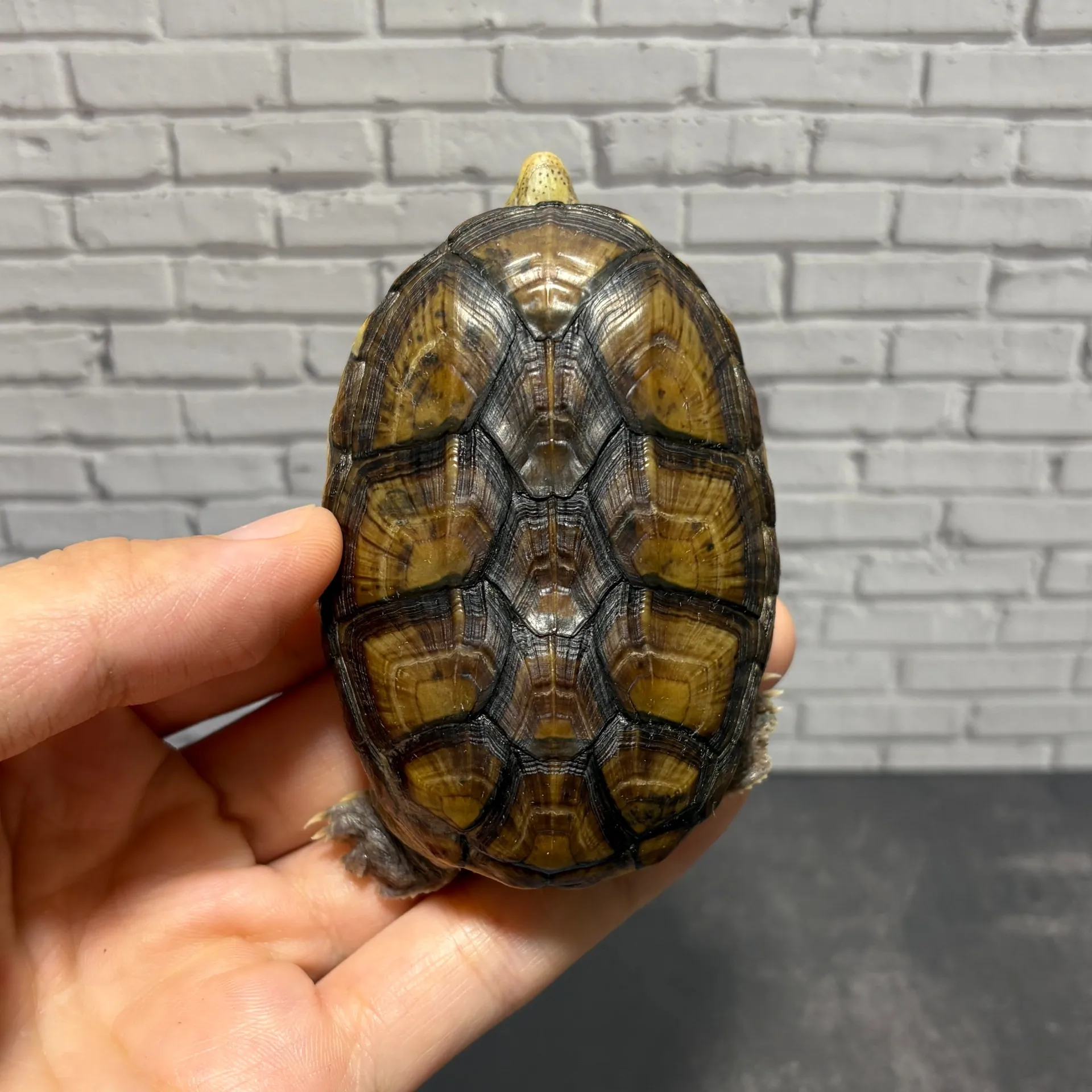 ハラガケガメWF1