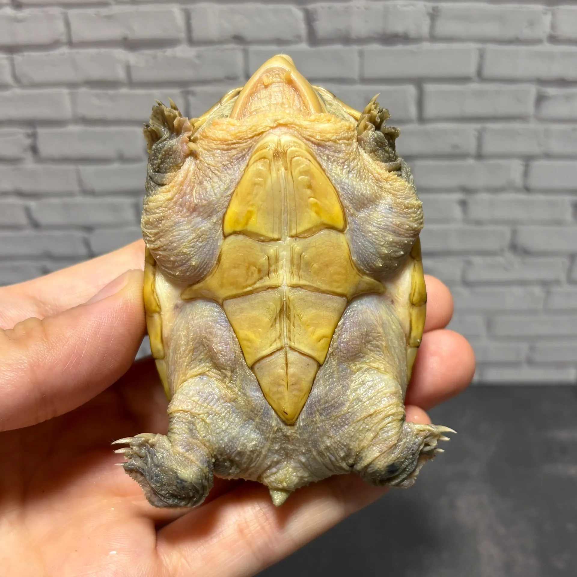 ハラガケガメWF1