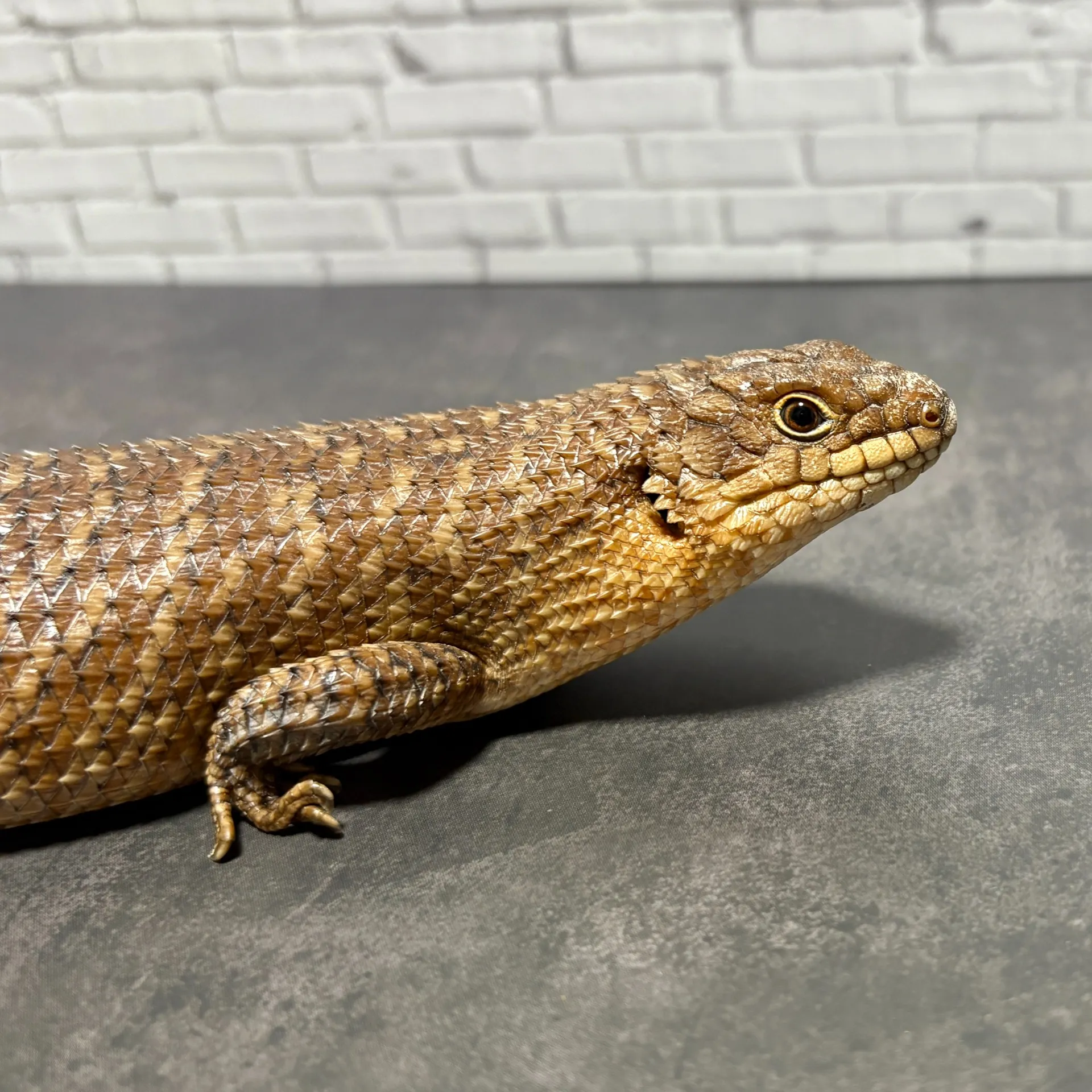 ストケスイワトカゲ24cb（BIGサイズ）