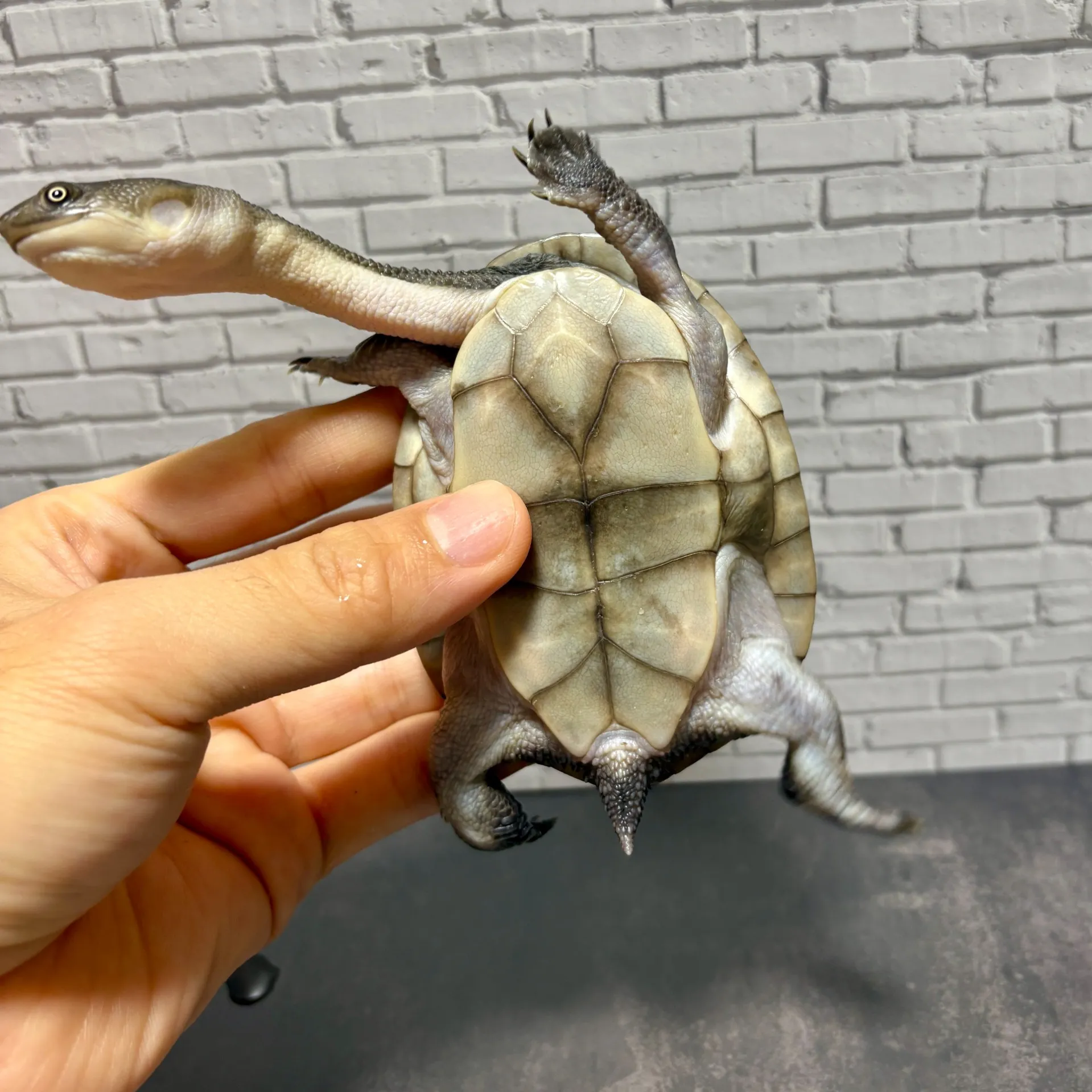 マッコードナガクビガメ