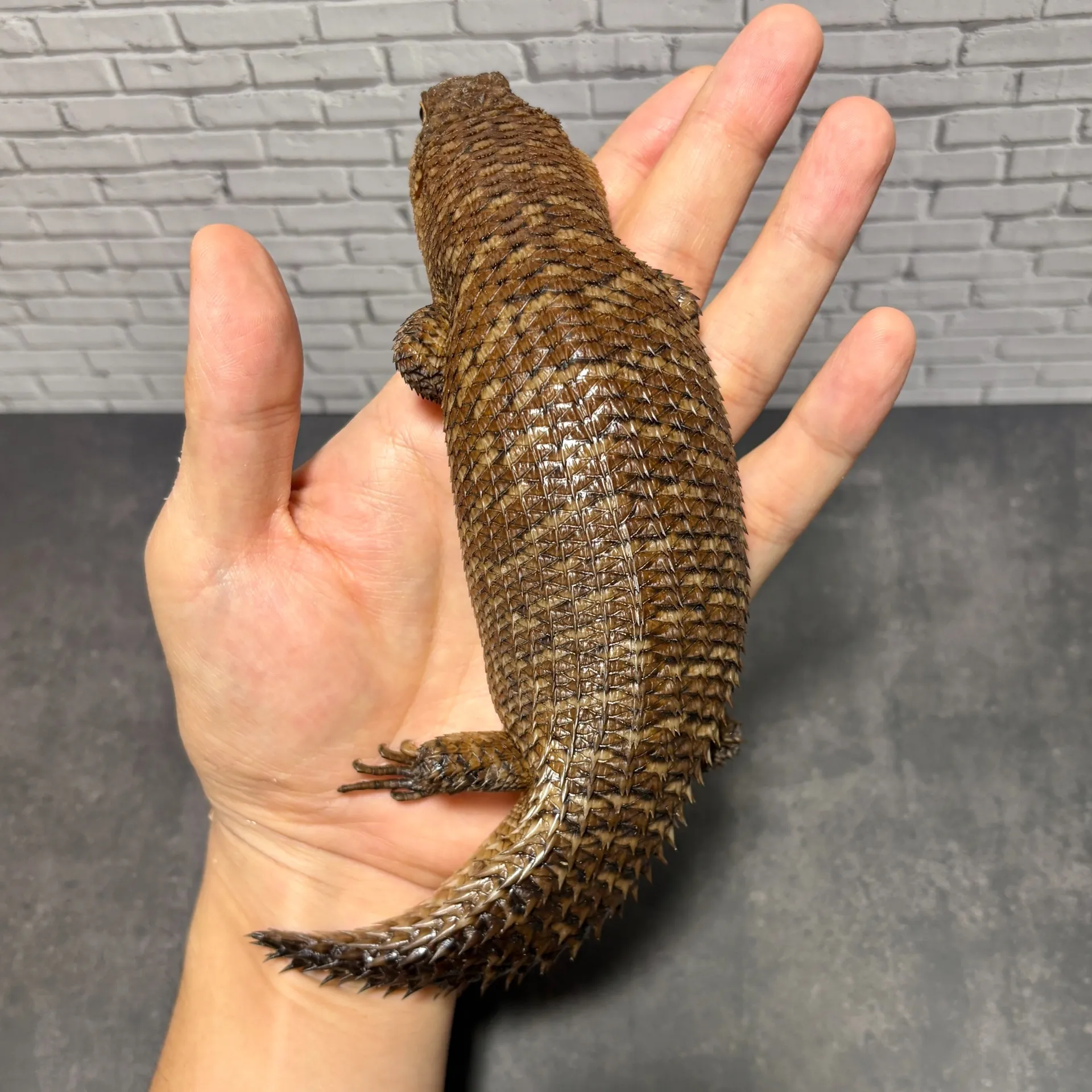 ストケスイワトカゲ24cb（BIGサイズ）