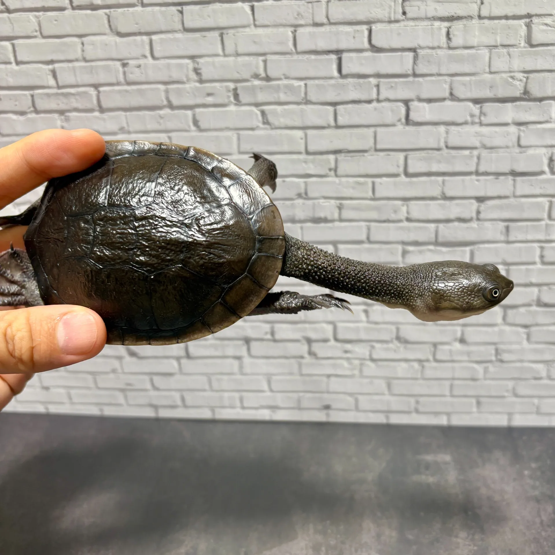 マッコードナガクビガメ