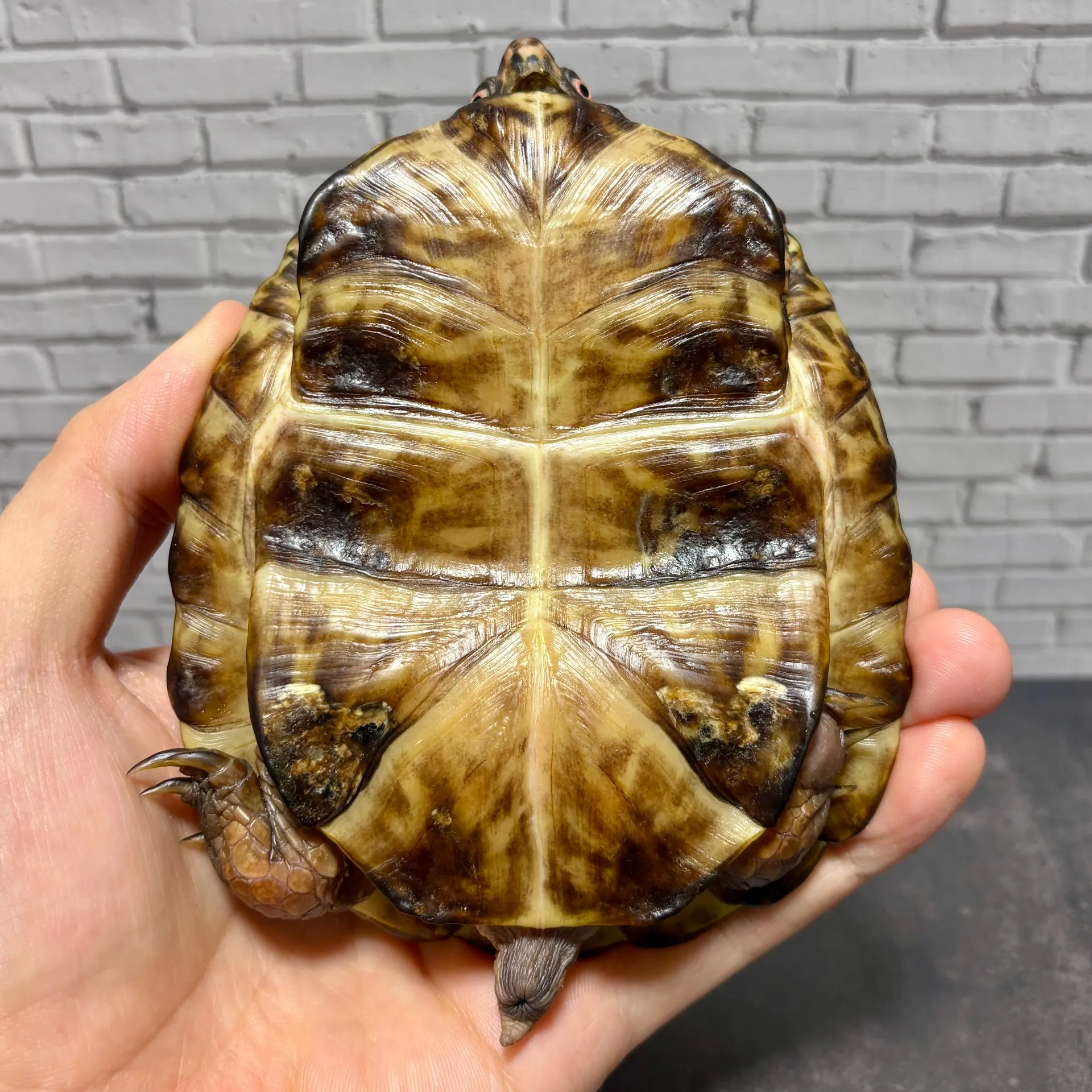 トウブハコガメ♂