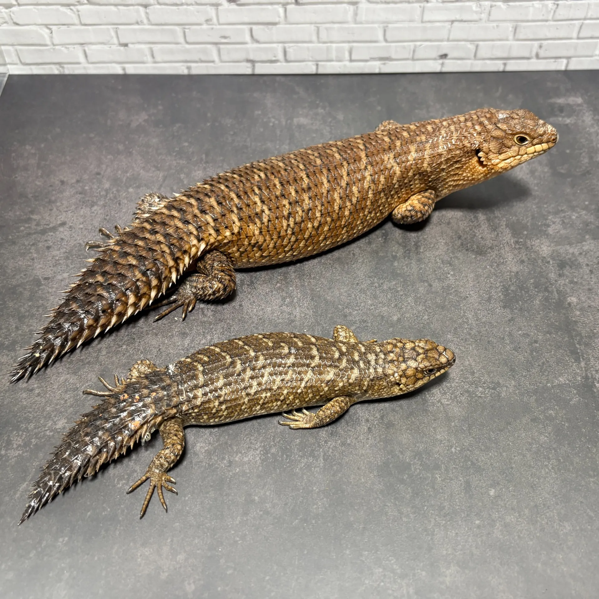 ストケスイワトカゲ24cb（BIGサイズ）