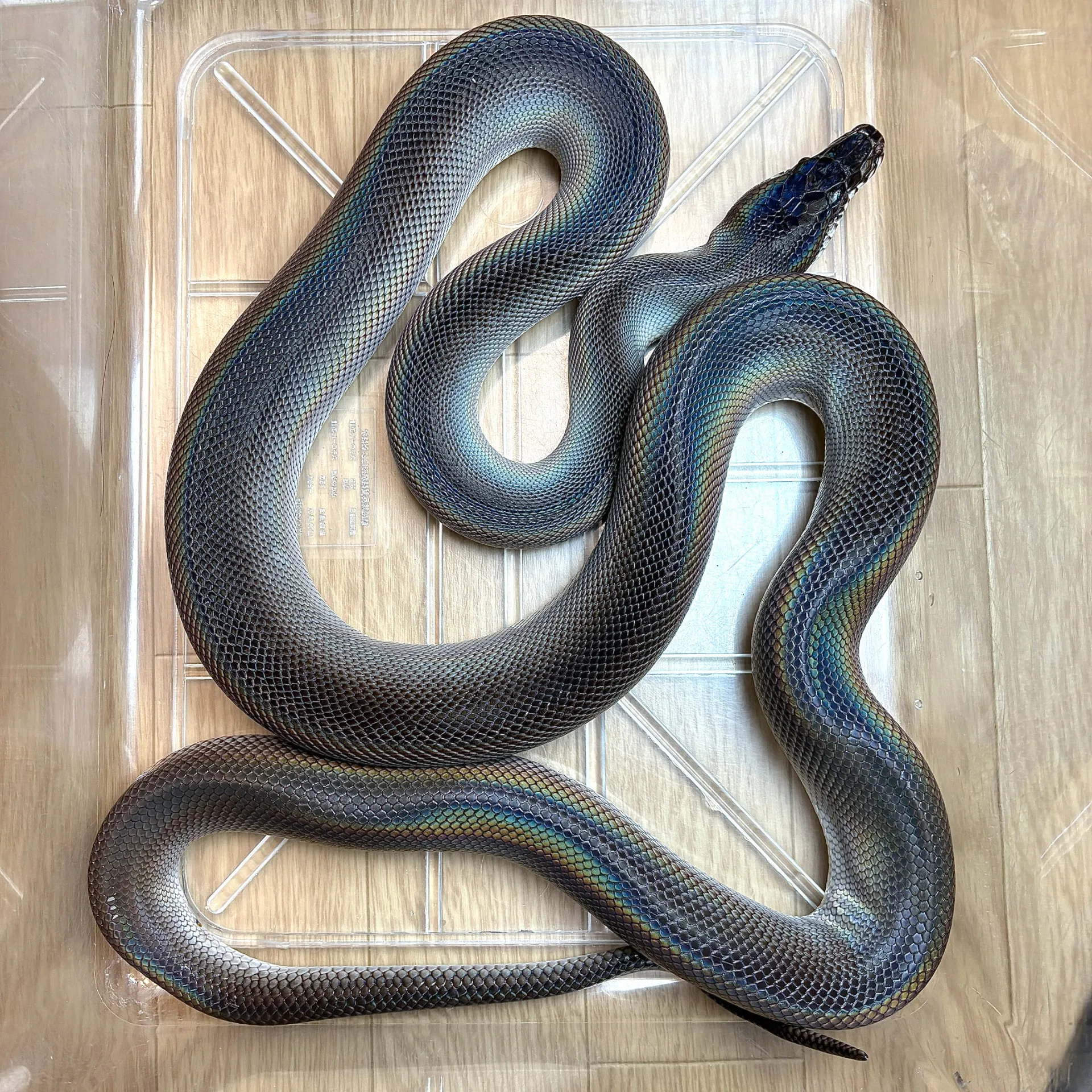 アルバーティスパイソンキミカブラック ヤング極美♂