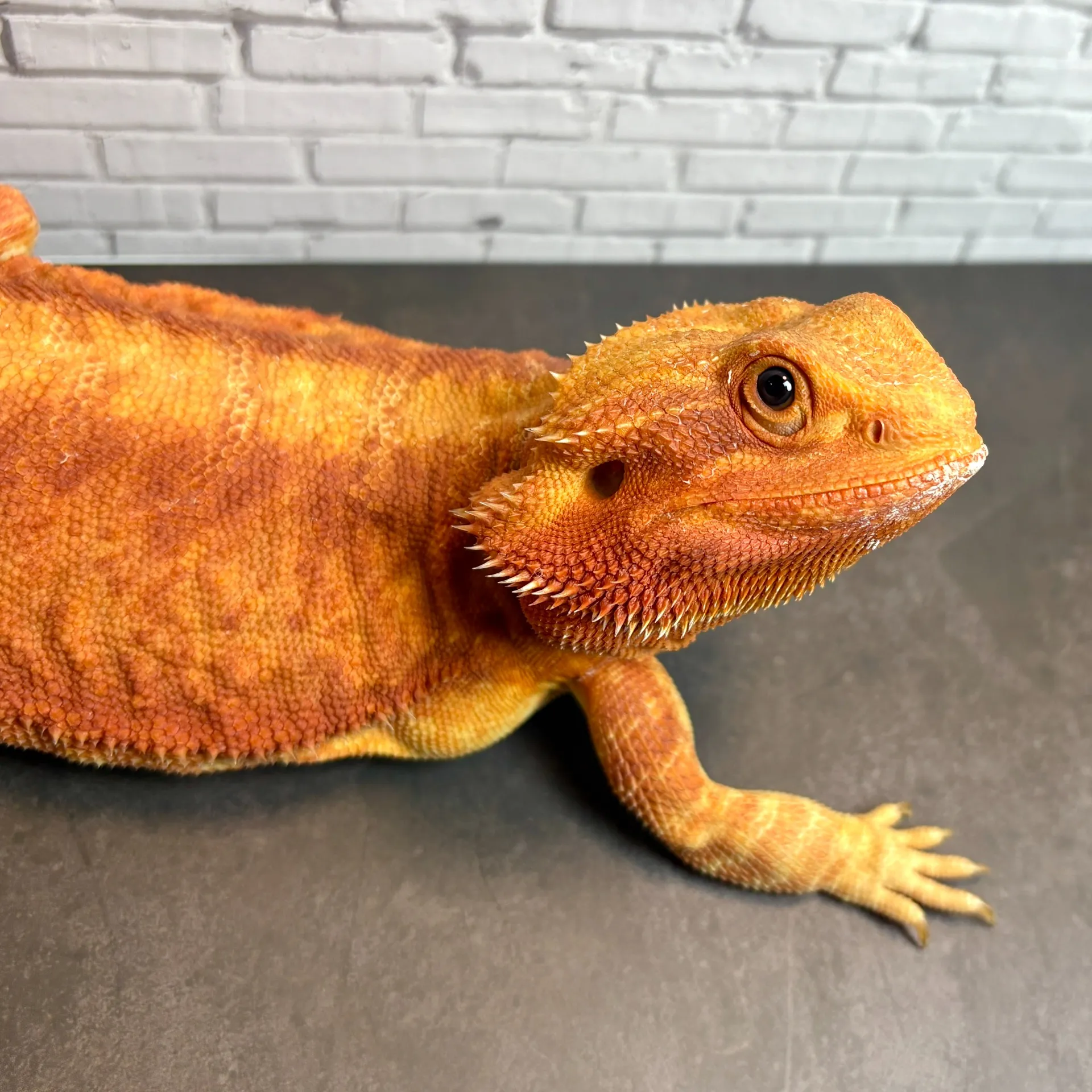 フトアゴヒゲトカゲ ハイポレッドレザートランス♀