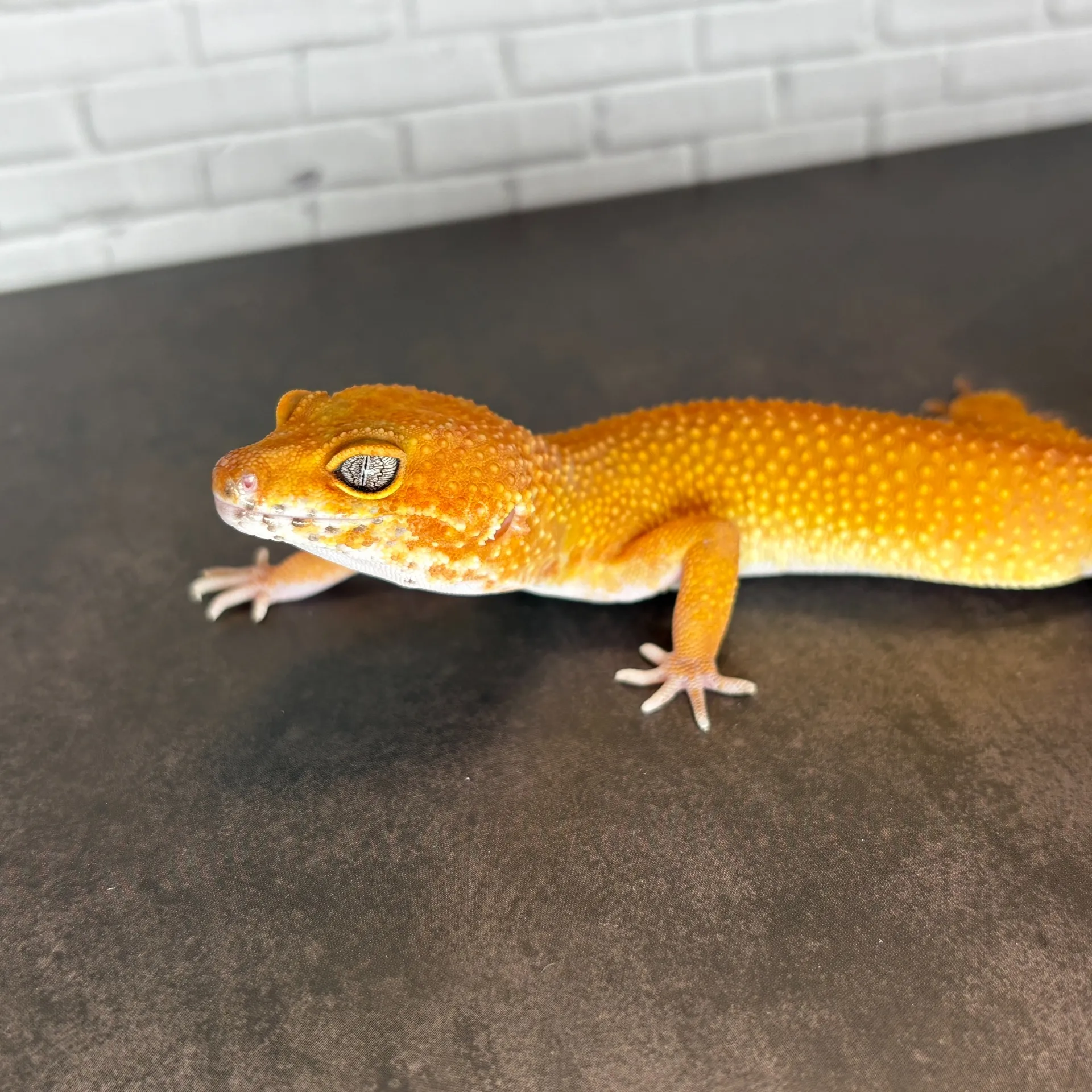 ヒョウモントカゲモドキ タンジェリン♀