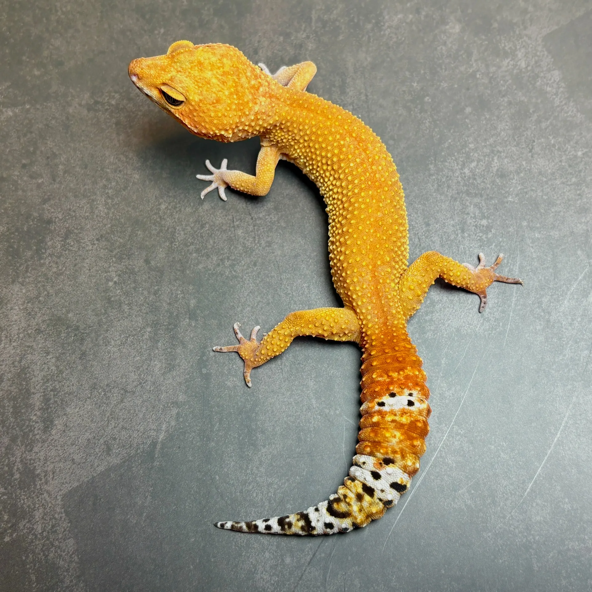 ヒョウモントカゲモドキ タンジェリン♀