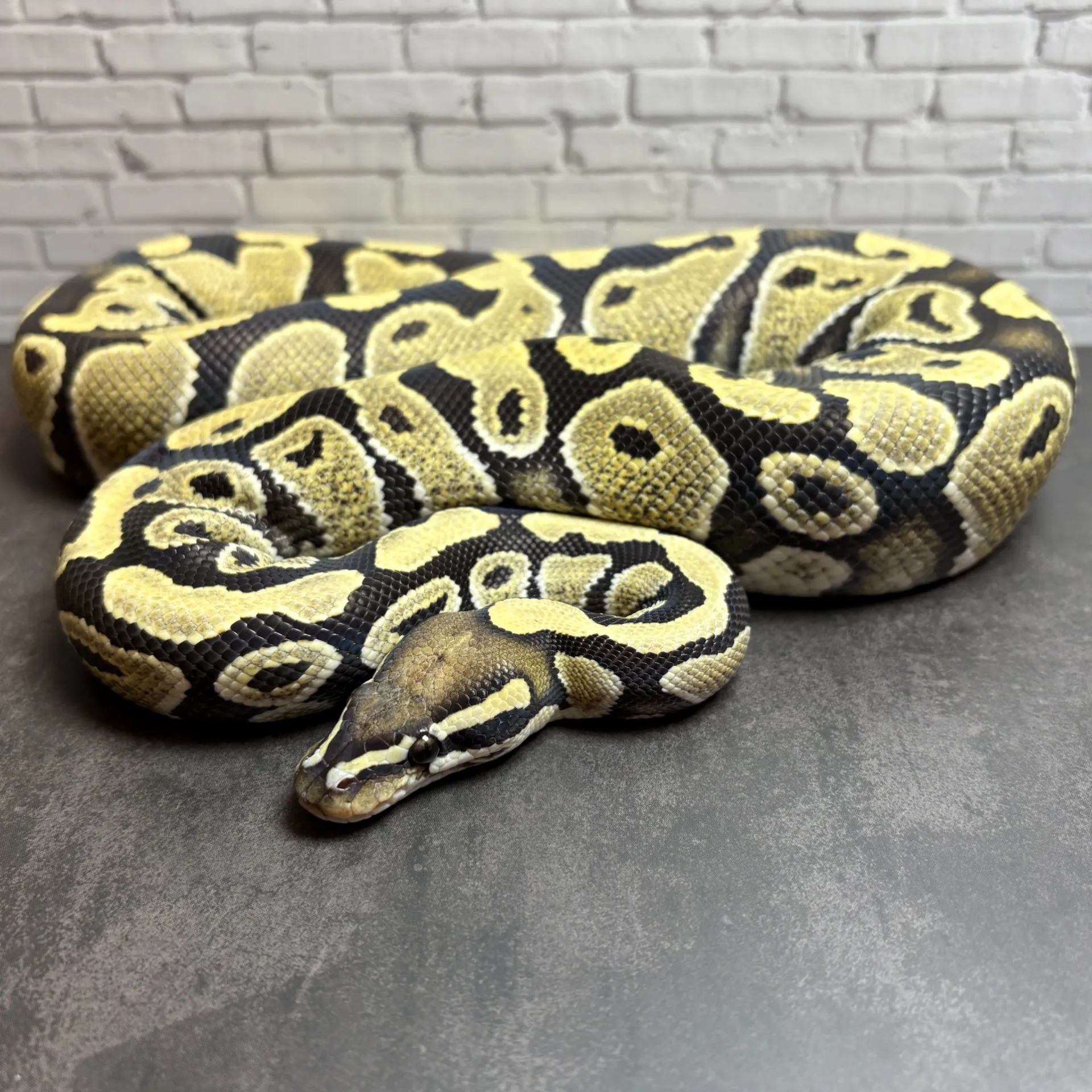 ボールパイソン デザートゴースト♂