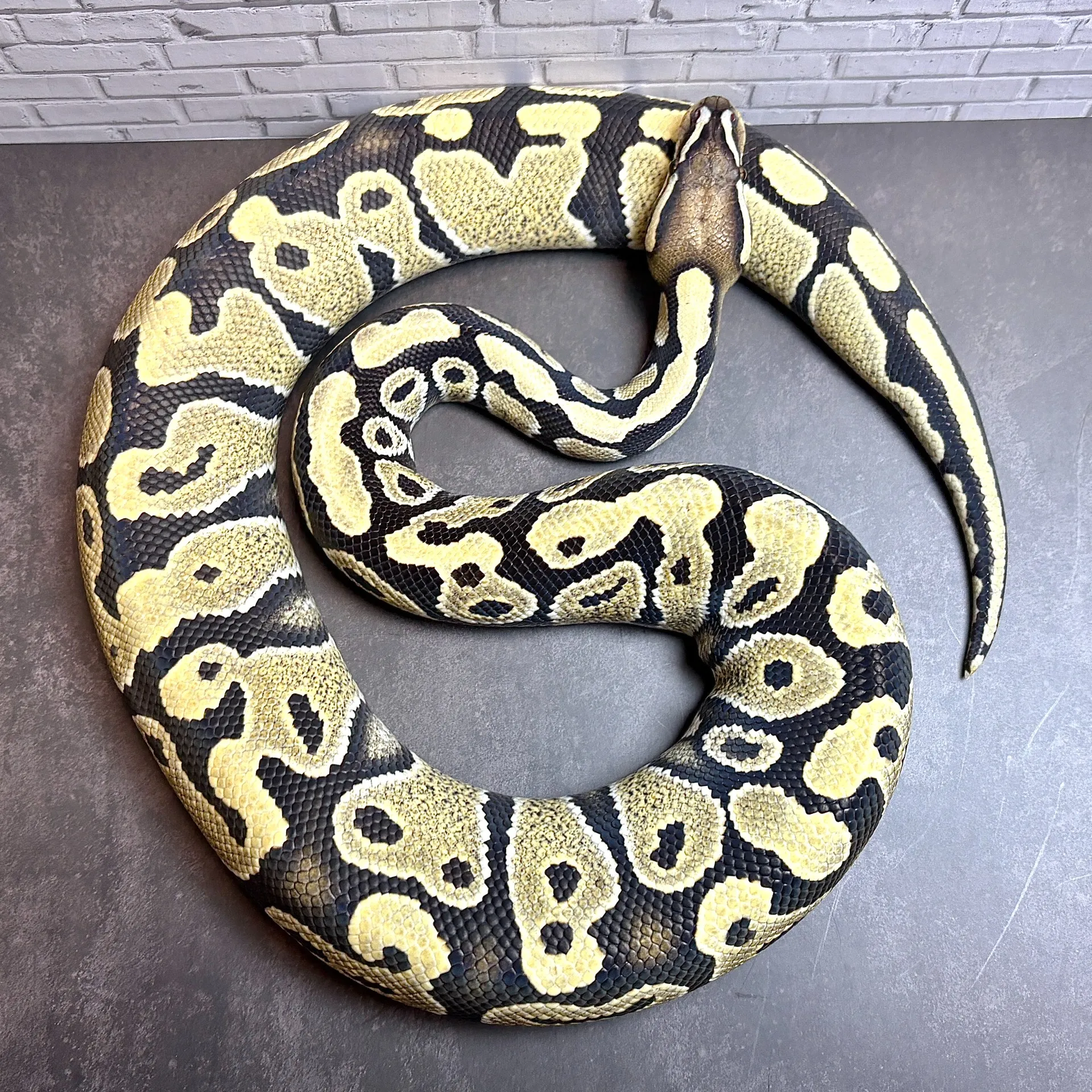 ボールパイソン デザートゴースト♂