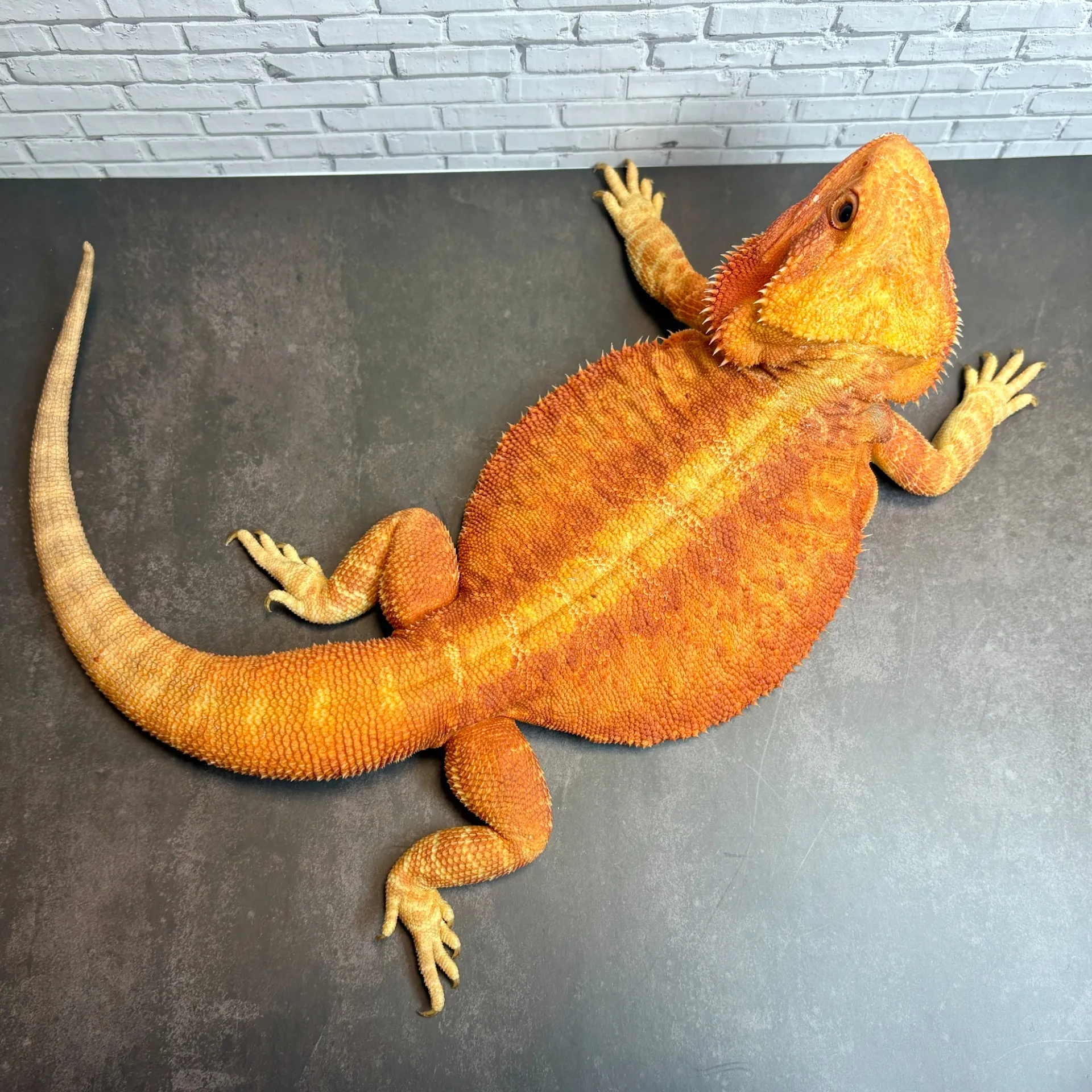 フトアゴヒゲトカゲ ハイポレッドレザートランス♀