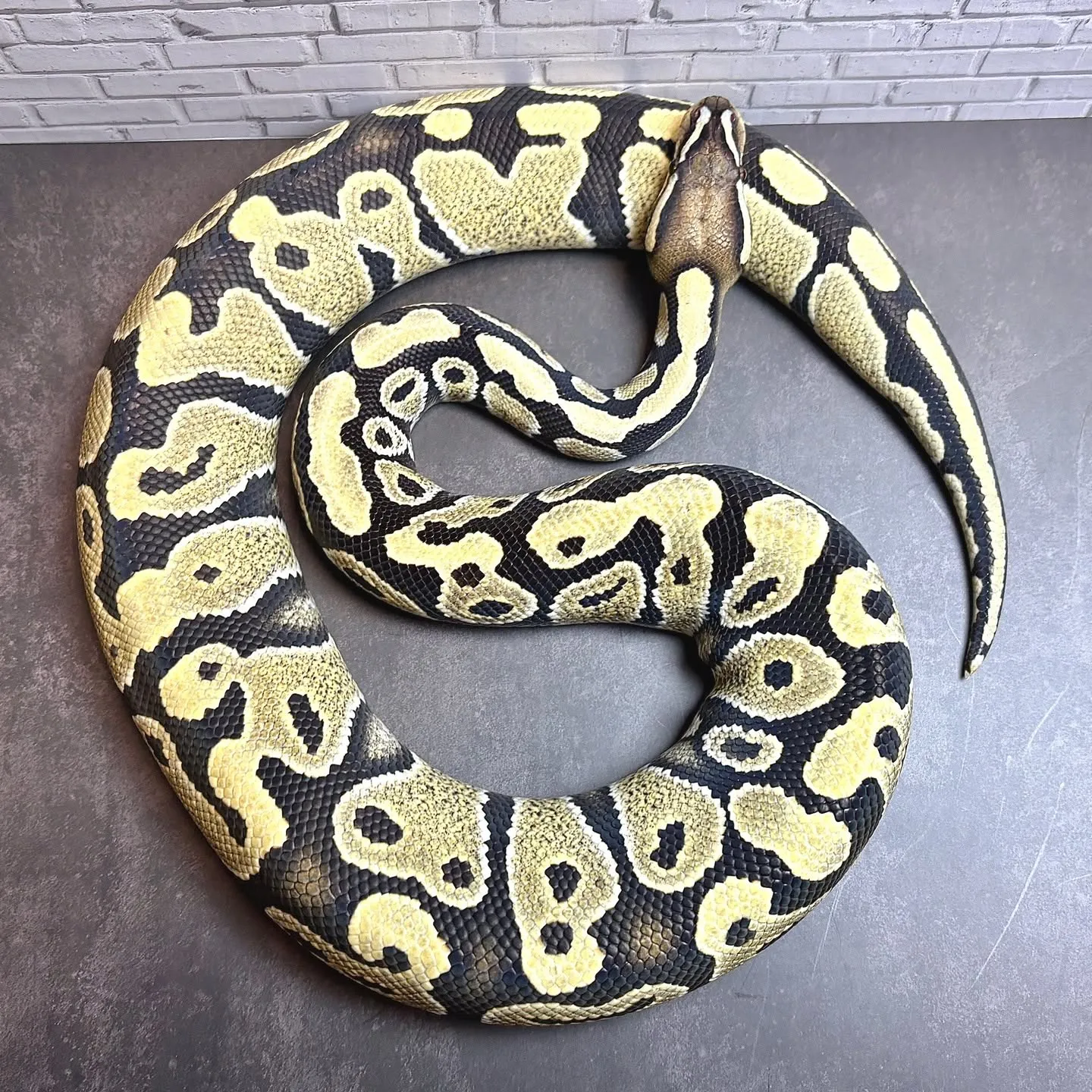 ホームページ更新しました🔥