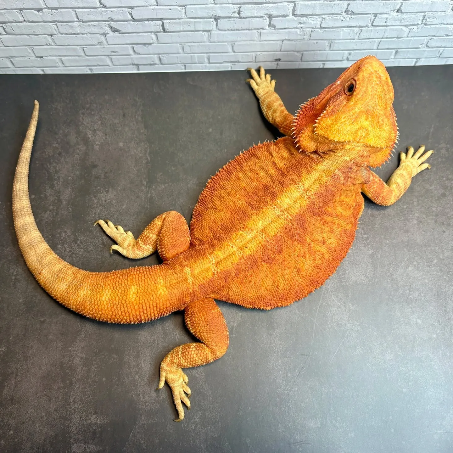 ホームページ更新しました🔥