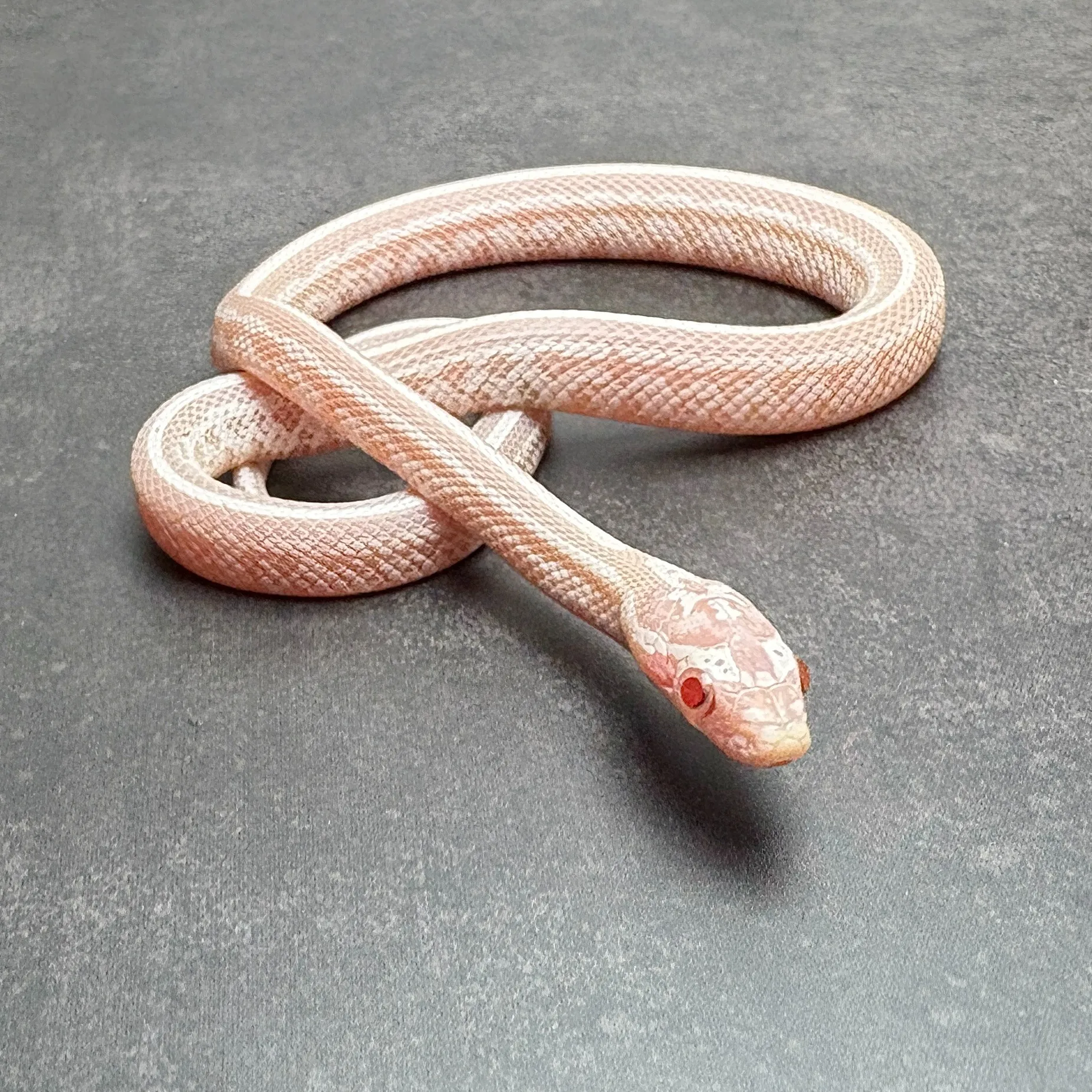 コーンスネーク スノーテッセラ