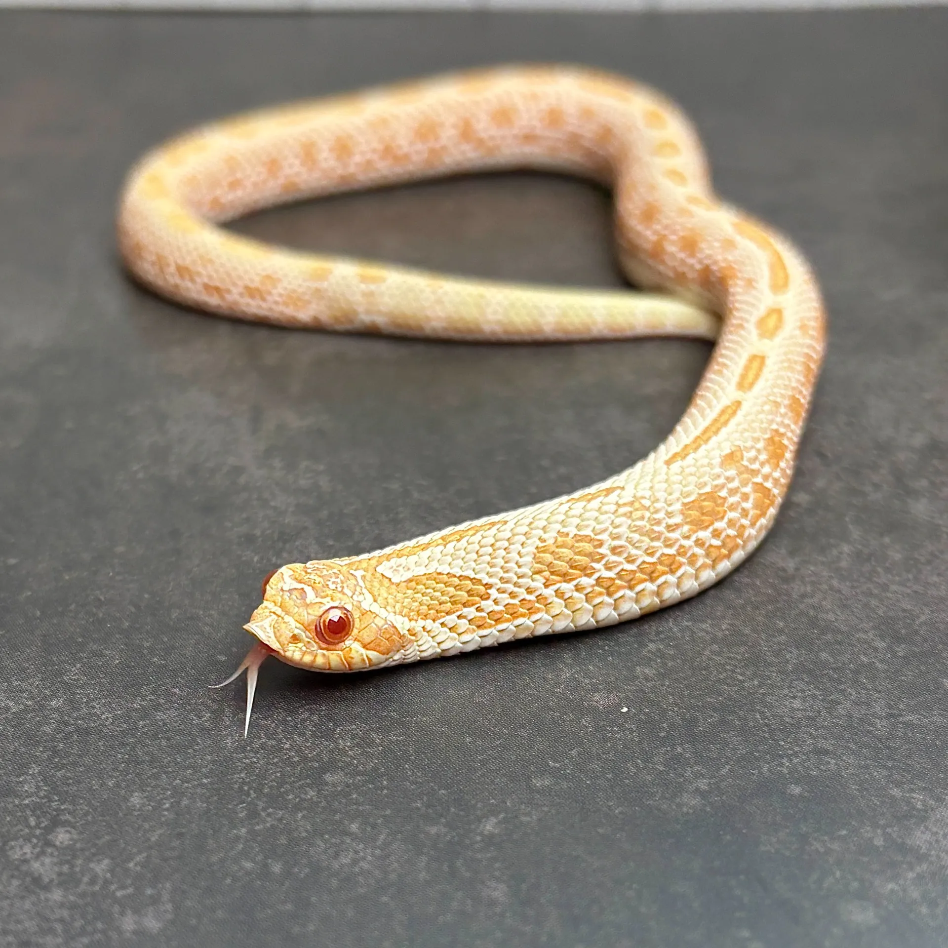 セイブシシバナヘビ アルビノアークティックアナコンダ♀