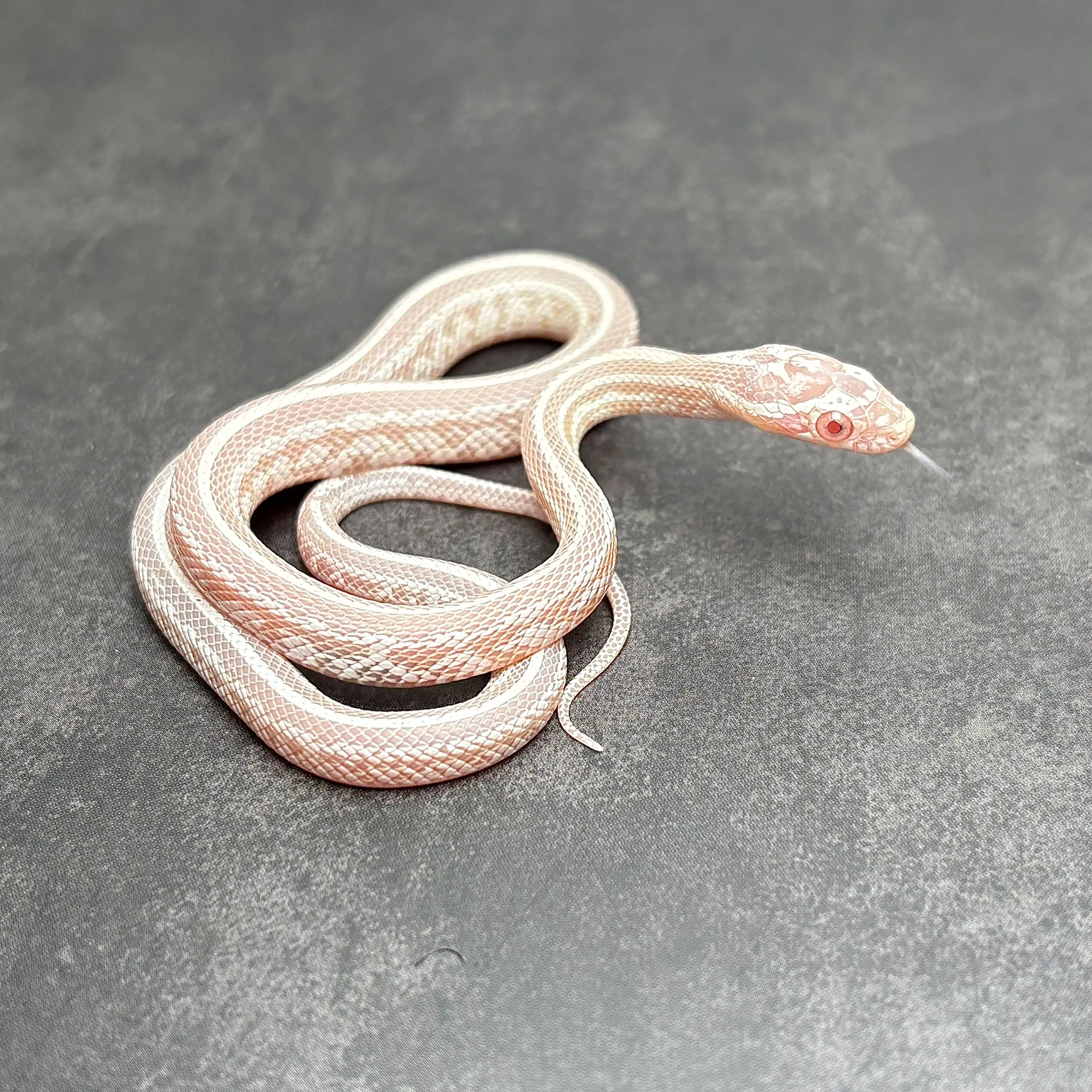 コーンスネーク スノーテッセラ