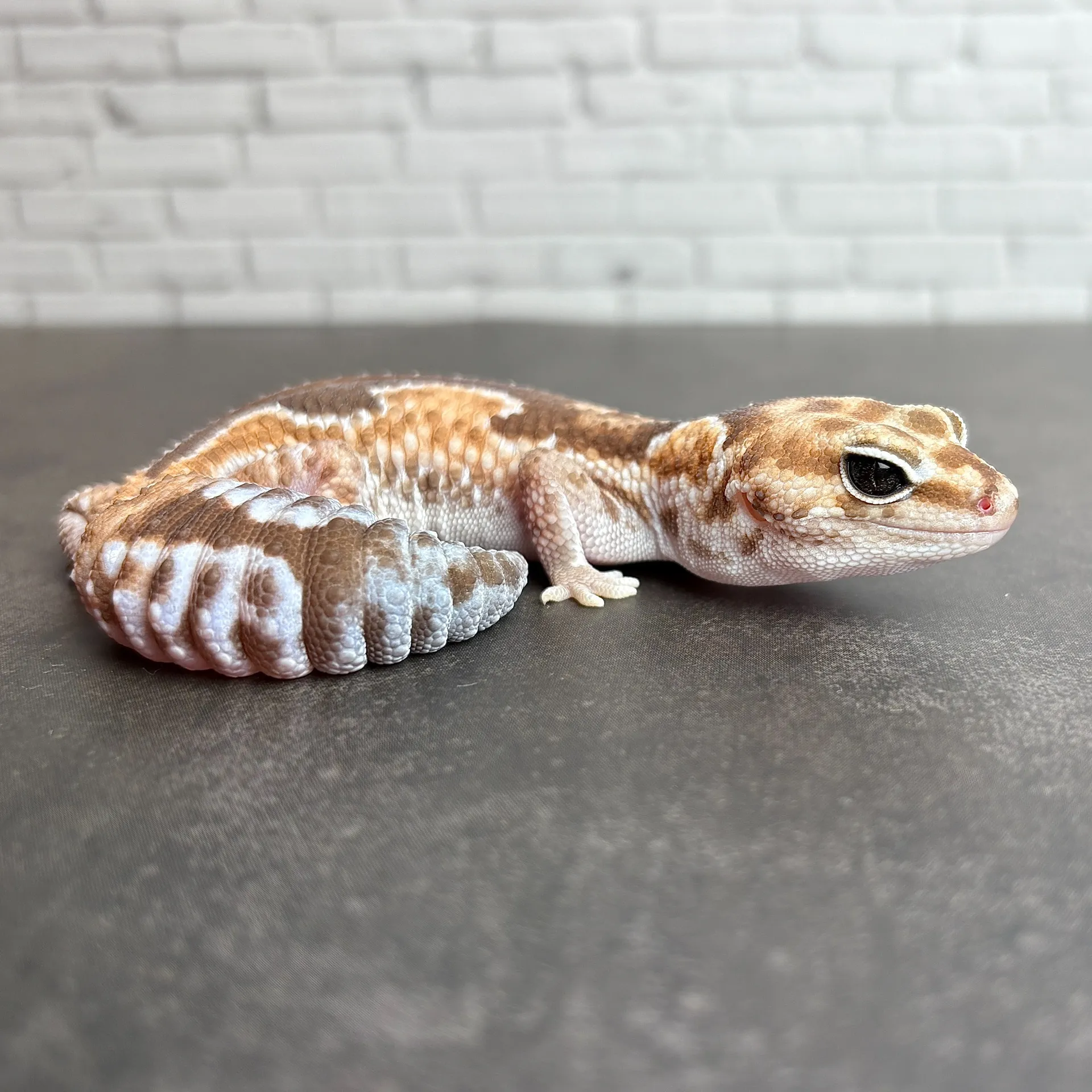 ニシアフリカトカゲモドキ ズールーhetラキビノ♀