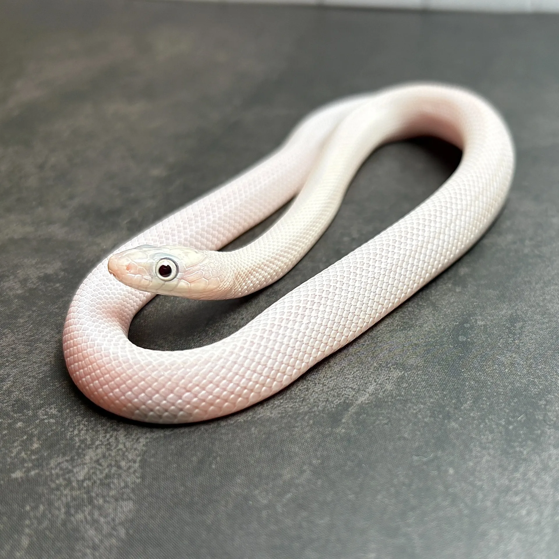 ブラックラットスネーク　リューシスティック（ベビー）