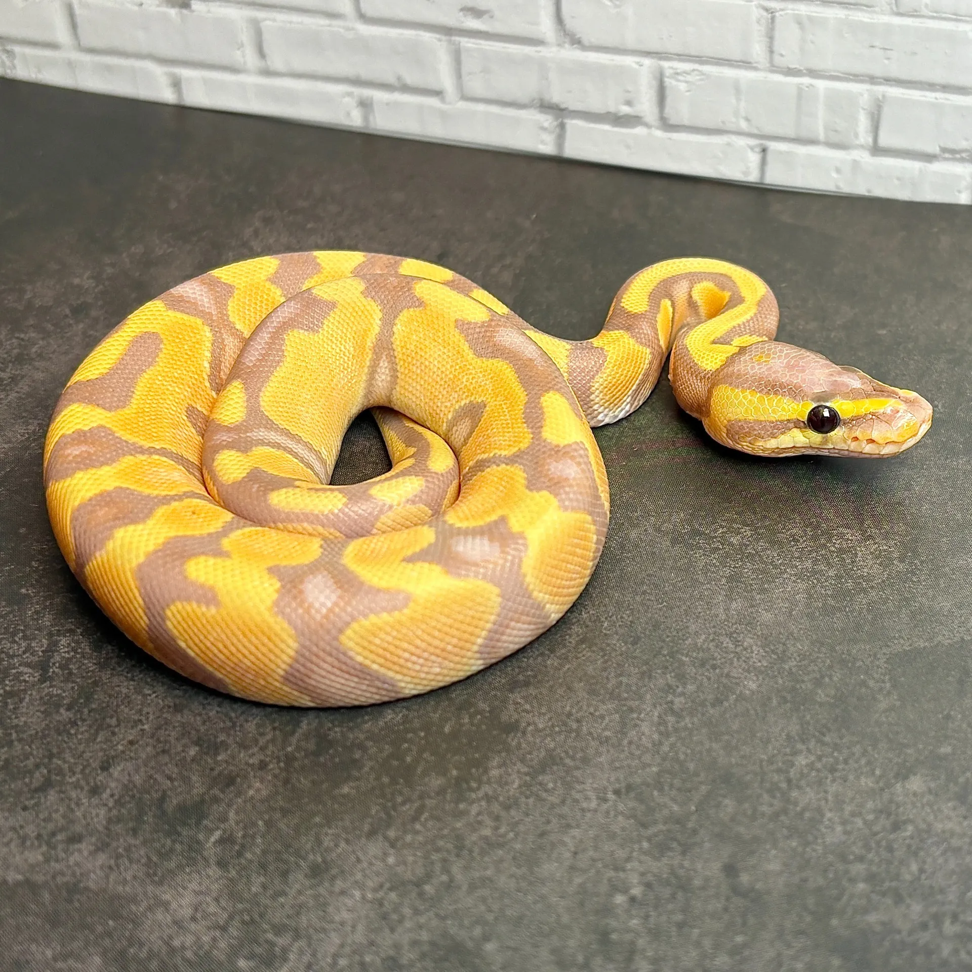 ボールパイソン バナナエンチブラックパステル♂