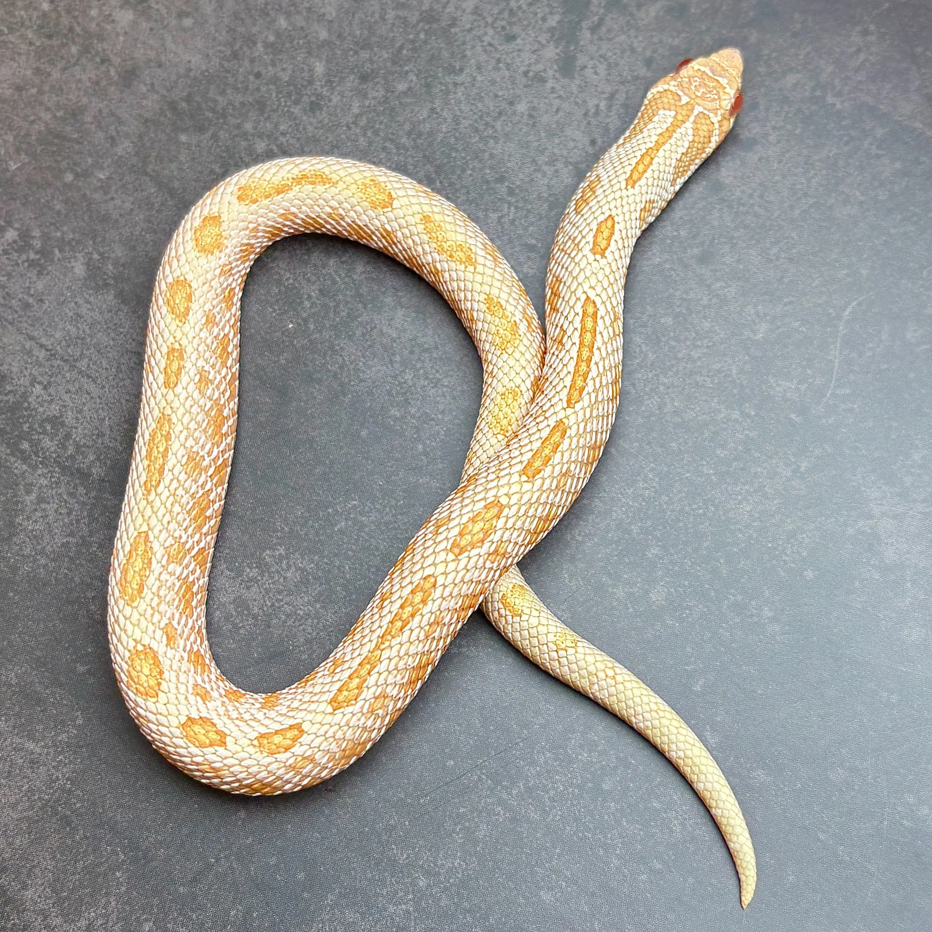 セイブシシバナヘビ アルビノアークティックアナコンダ♀