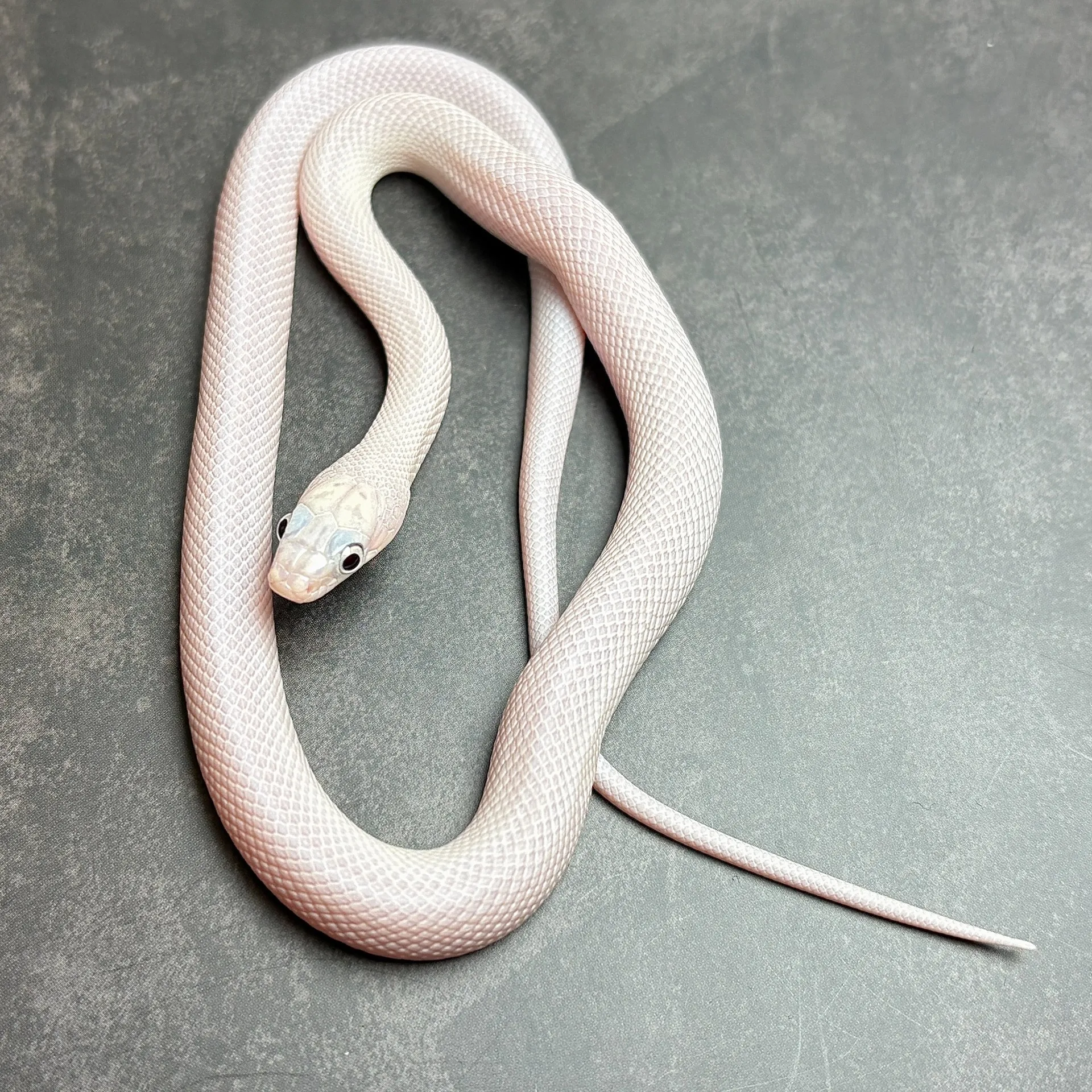 ブラックラットスネーク　リューシスティック（ベビー）