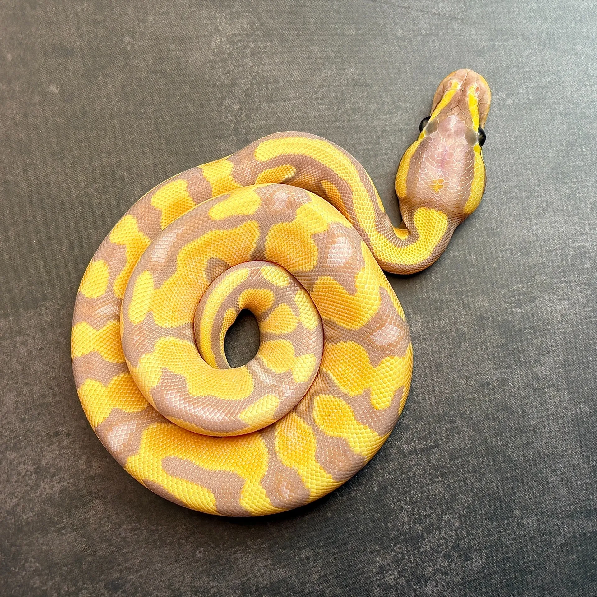 ボールパイソン バナナエンチブラックパステル♂