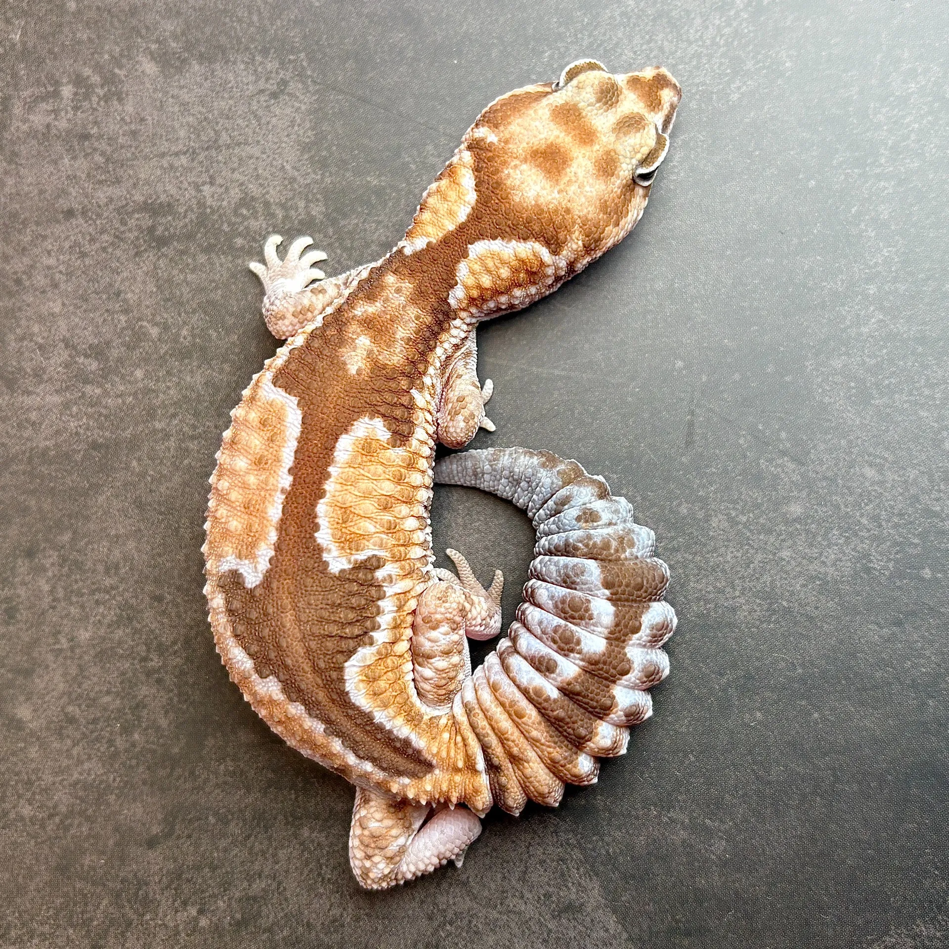 ニシアフリカトカゲモドキ ズールーhetラキビノ♀