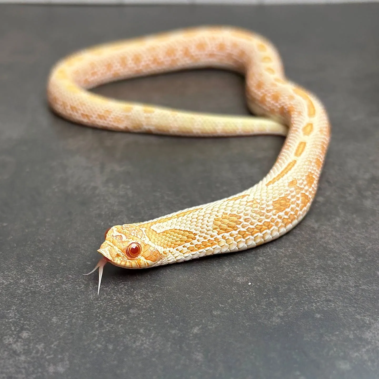 入荷生体HPにUPしました〜