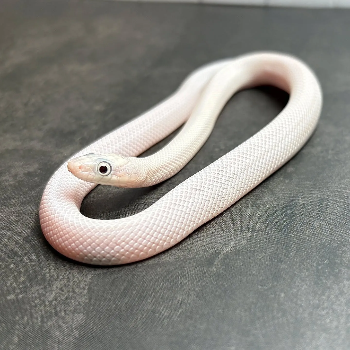 入荷生体HPにUPしました〜