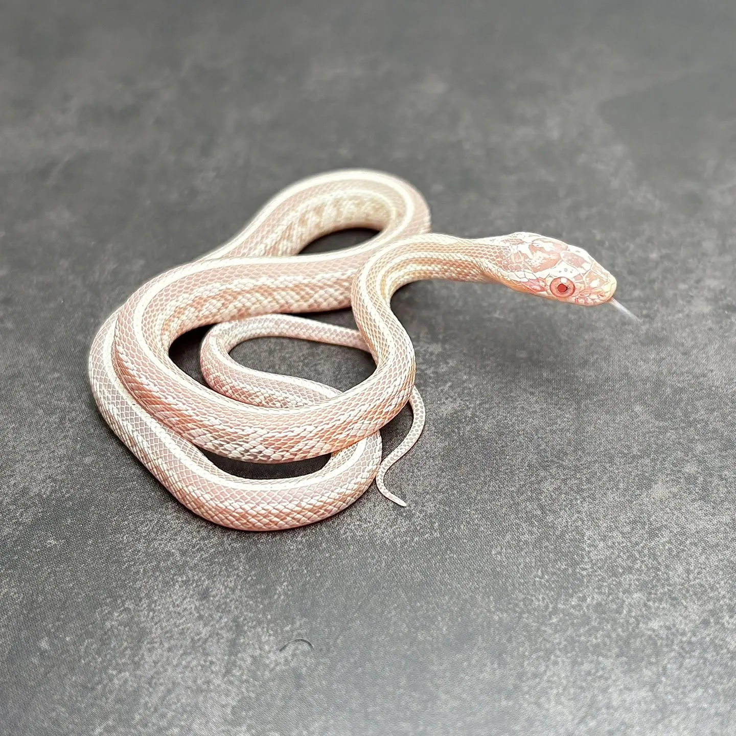 入荷生体HPにUPしました〜