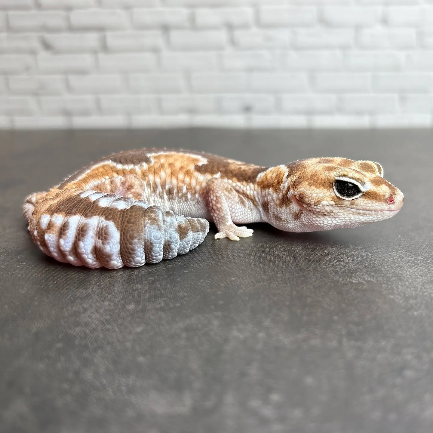 入荷生体HPにUPしました〜