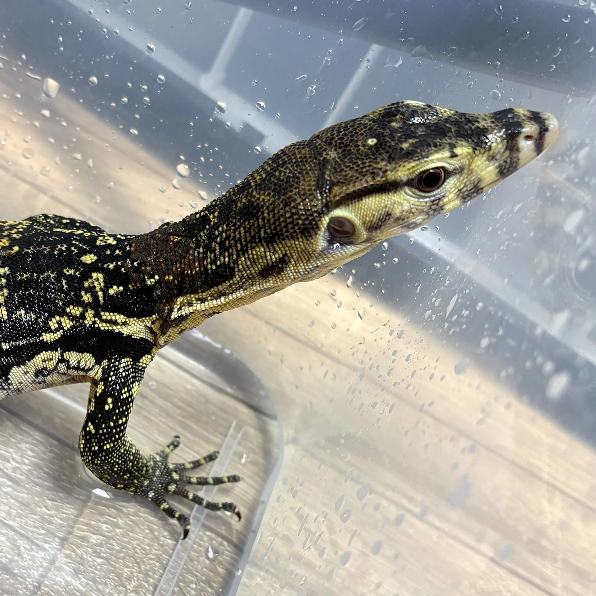 サルバトールモニター ジャワ産