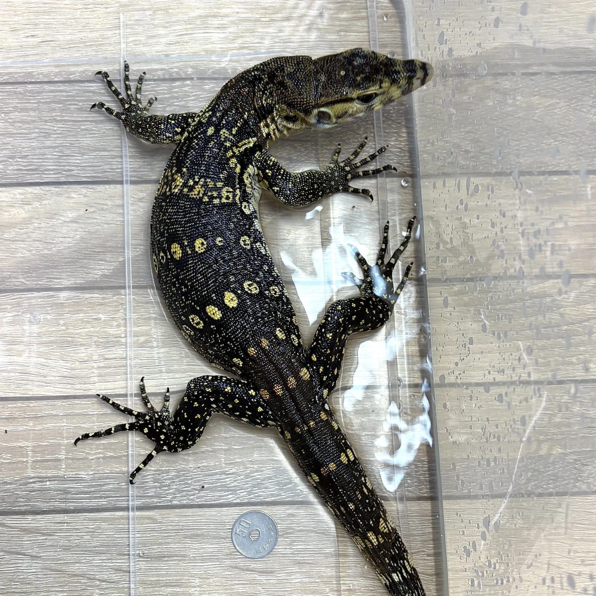 サルバトールモニター ジャワ産