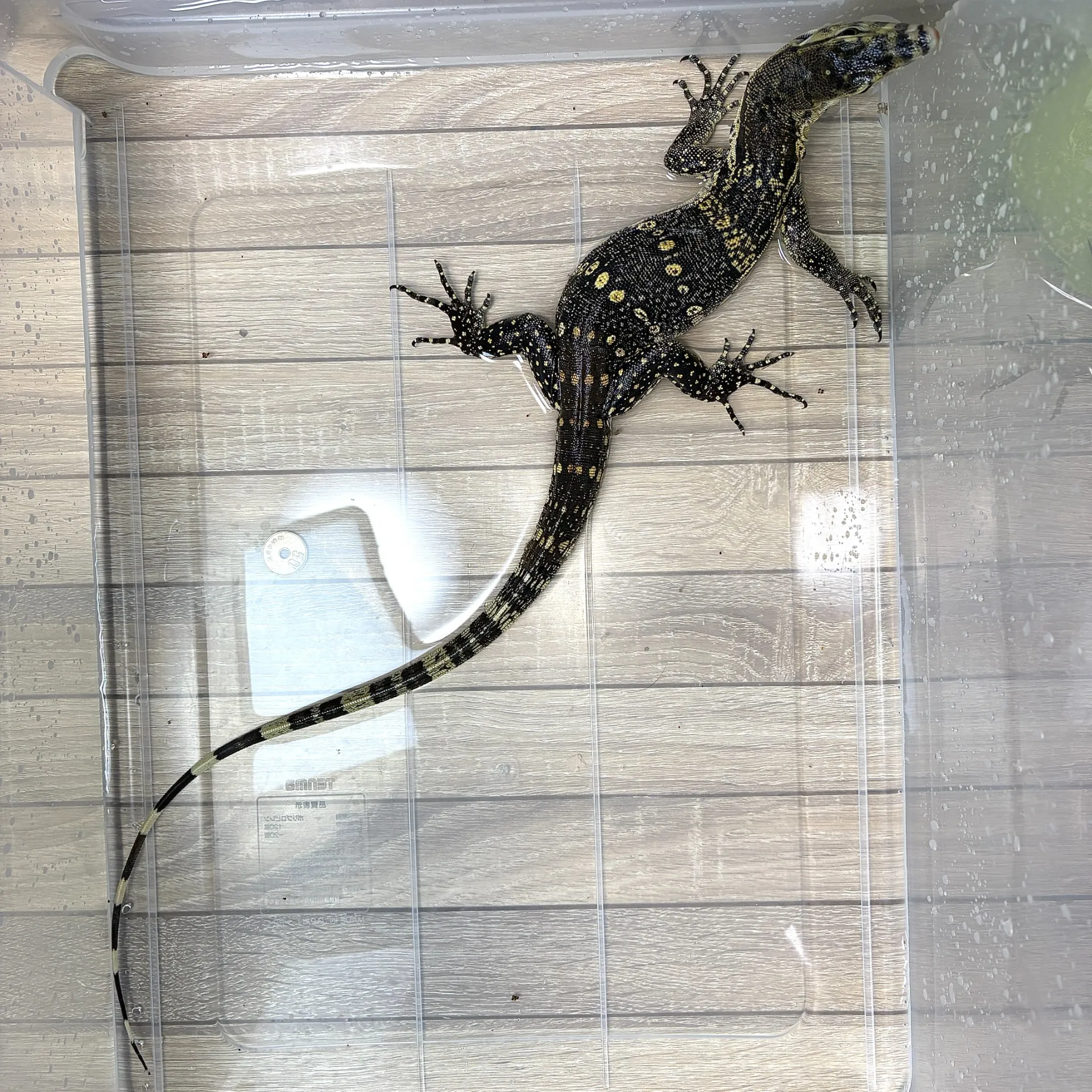 サルバトールモニター ジャワ産